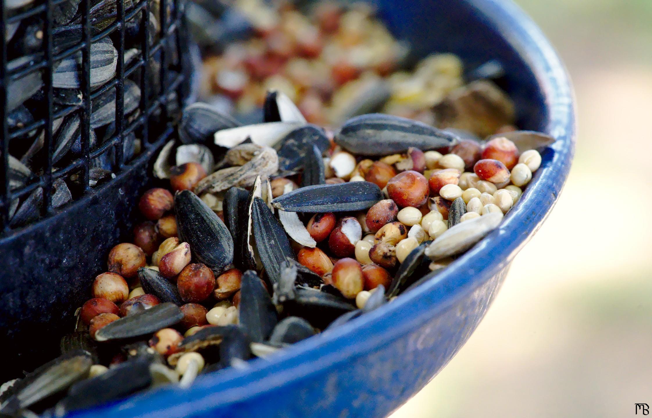 Bird food in blue tray