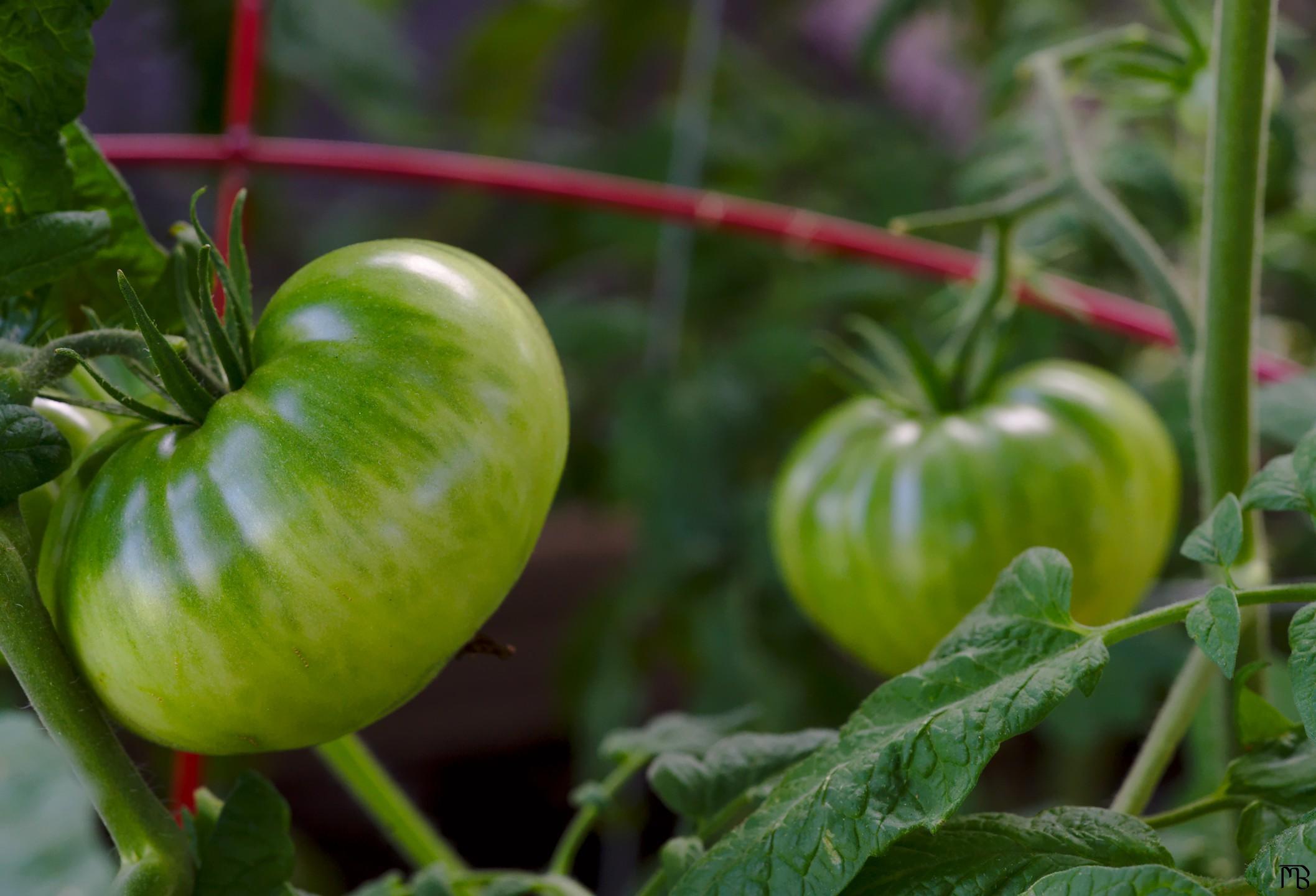 Green tomatoes in garden