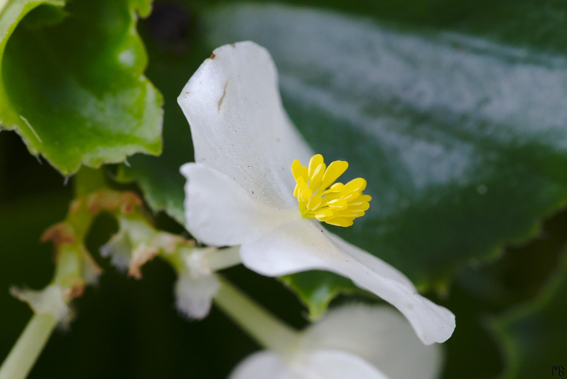 White flower with yellow middle