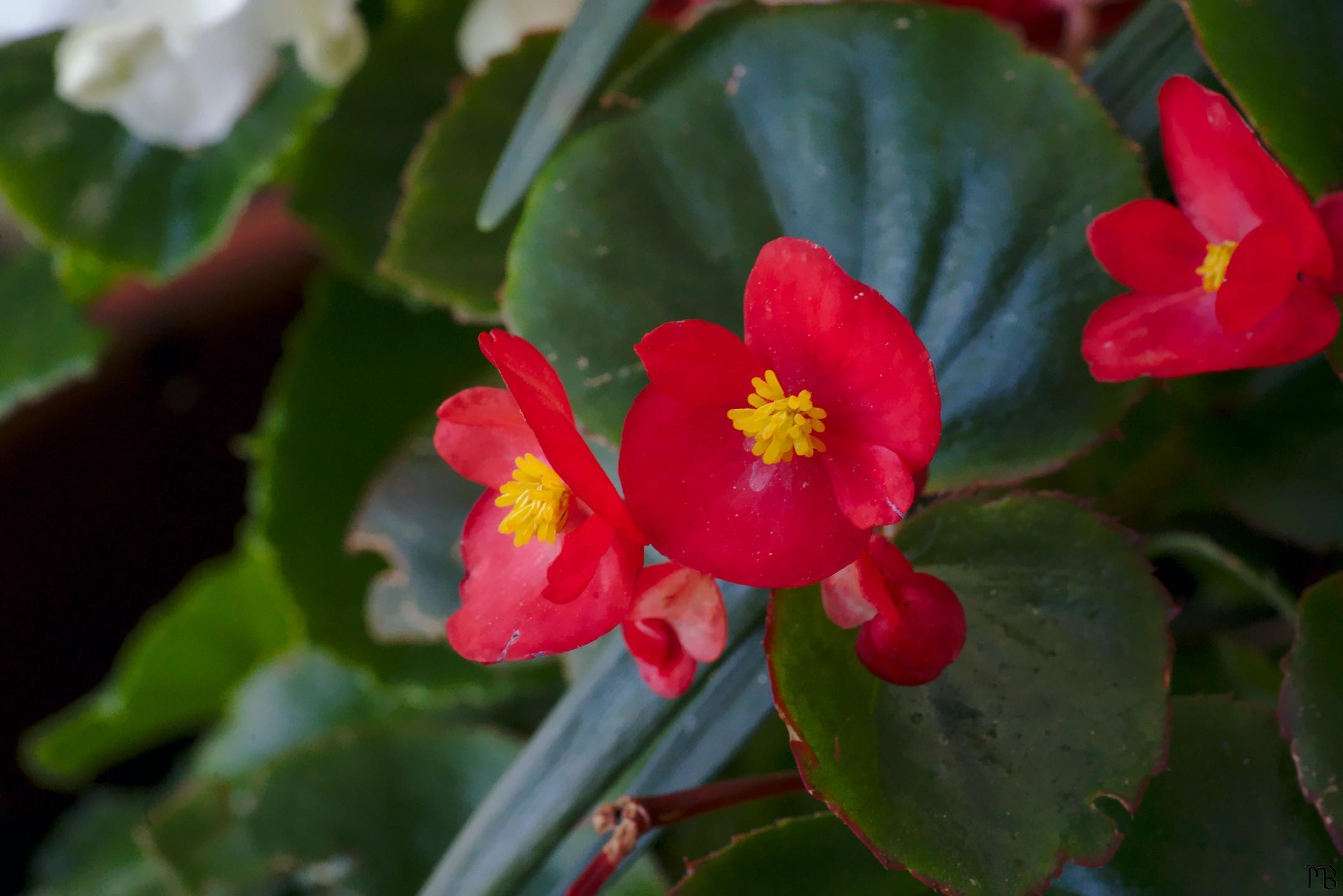 Red and yellow flowers