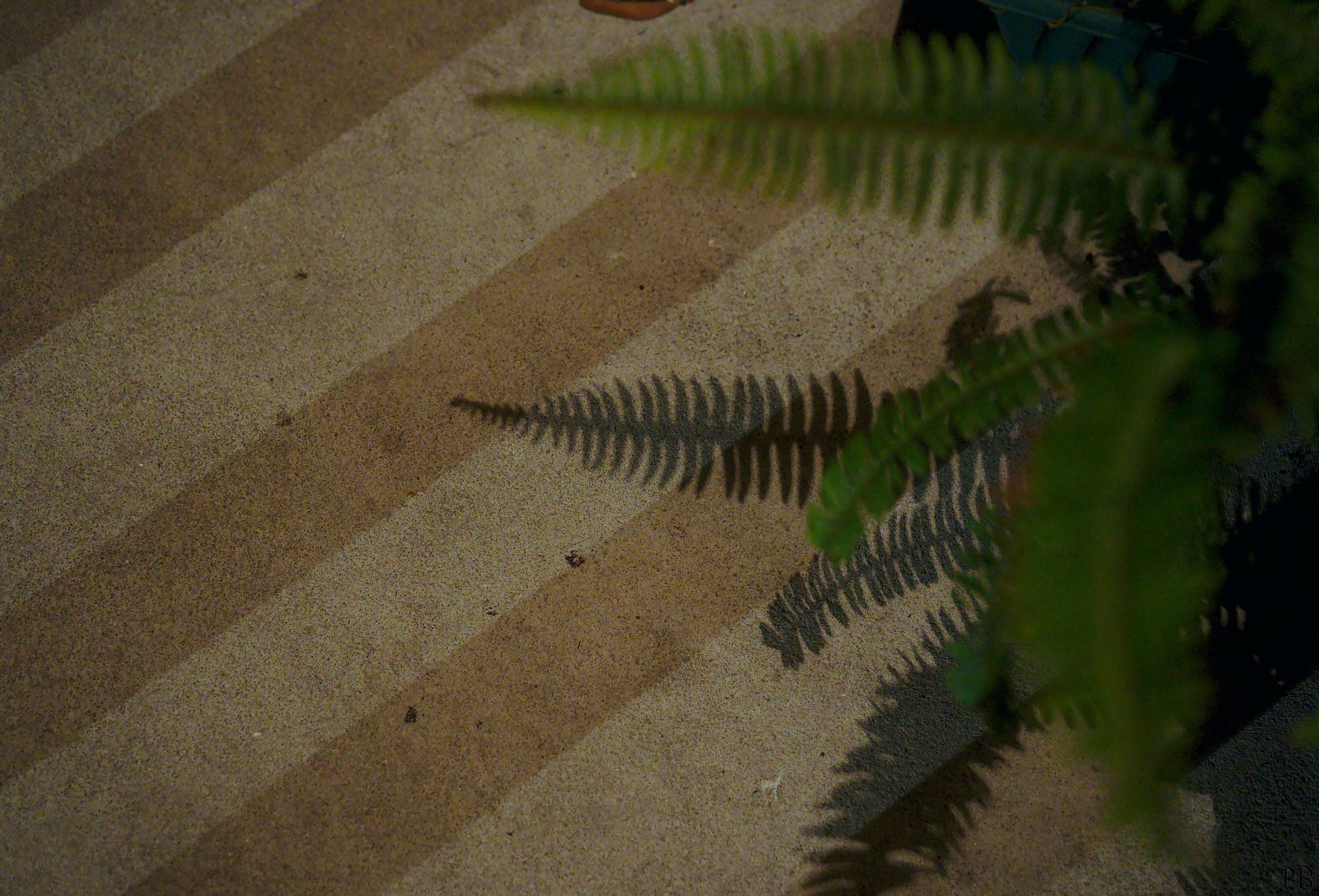 Diagonal shadow near fern