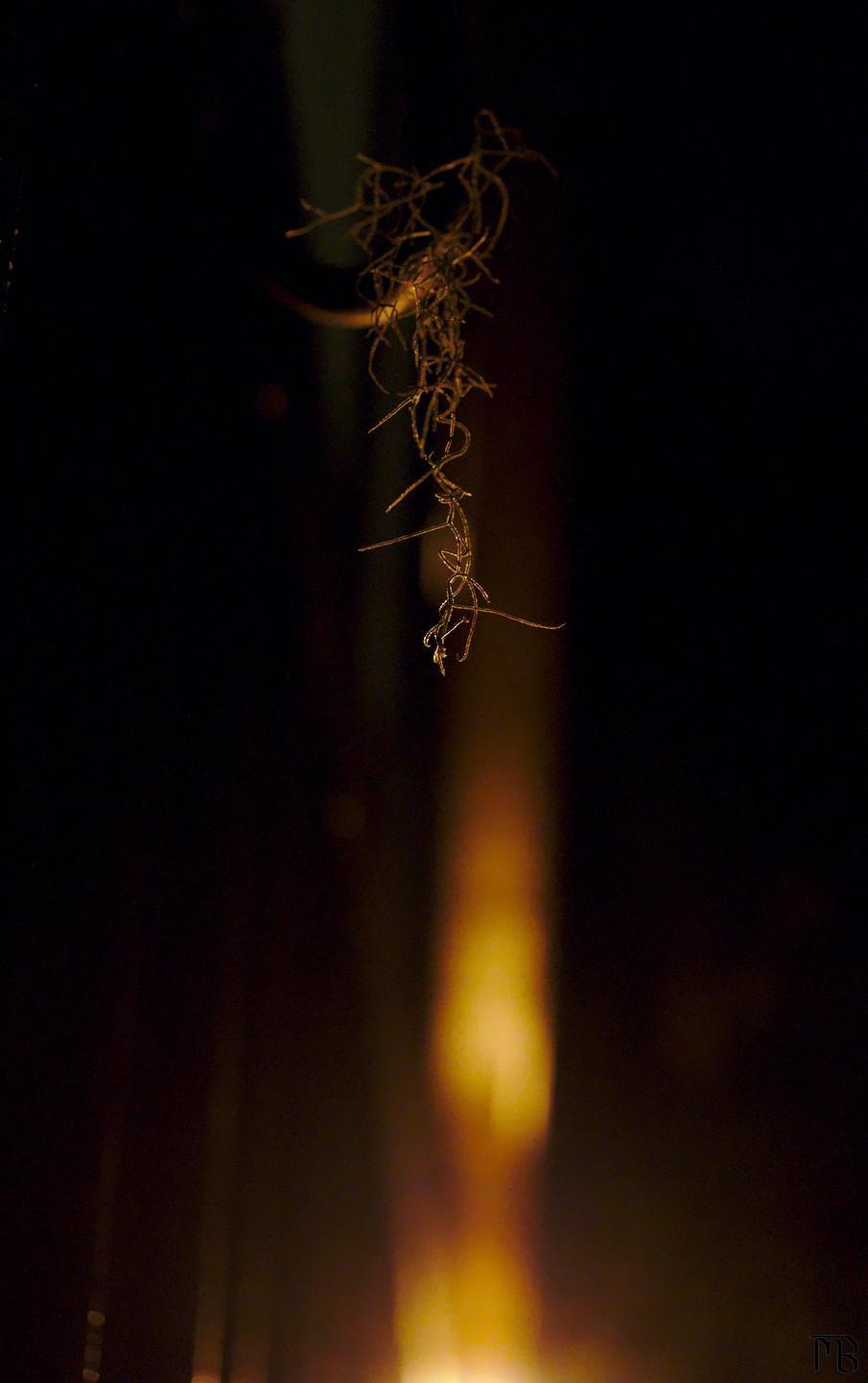 Moss hanging in dusk light