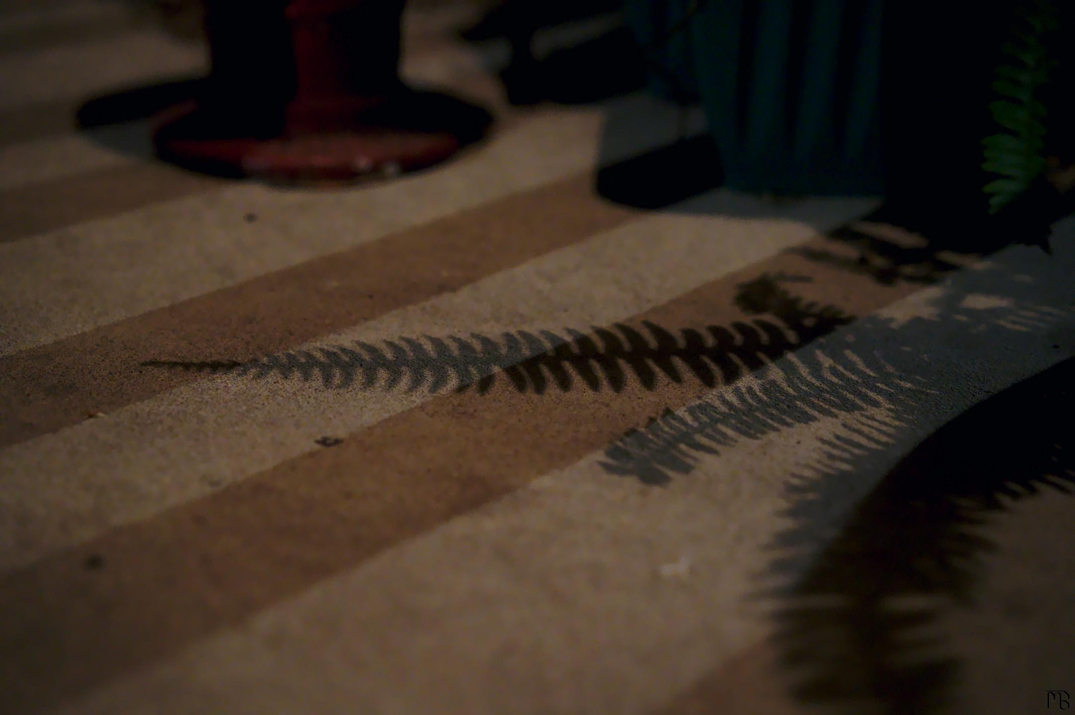 Shadow of fern and boards on concrete