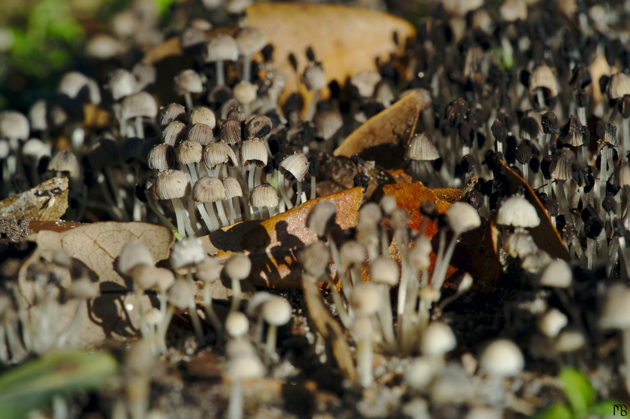 Field of mushrooms near leaf