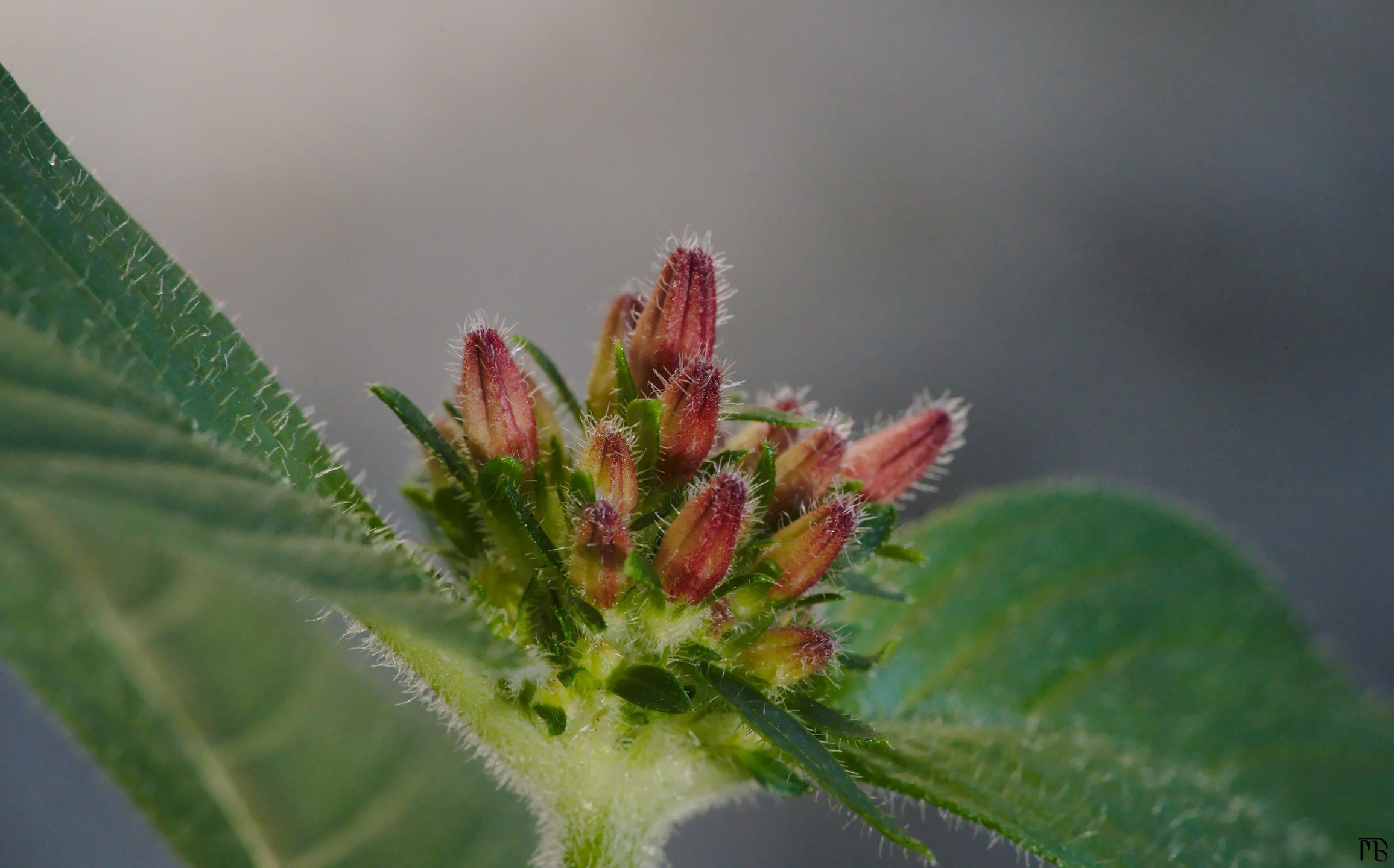 Flower buds on plant