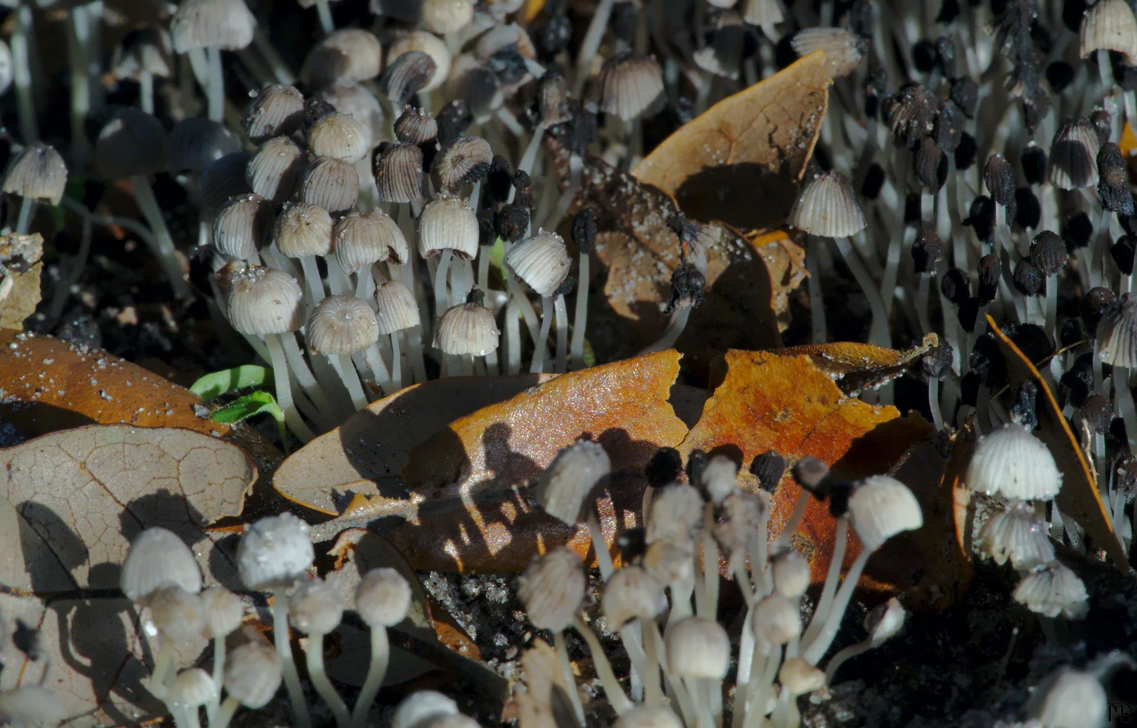 Field of mushroom wih orange dead leaf