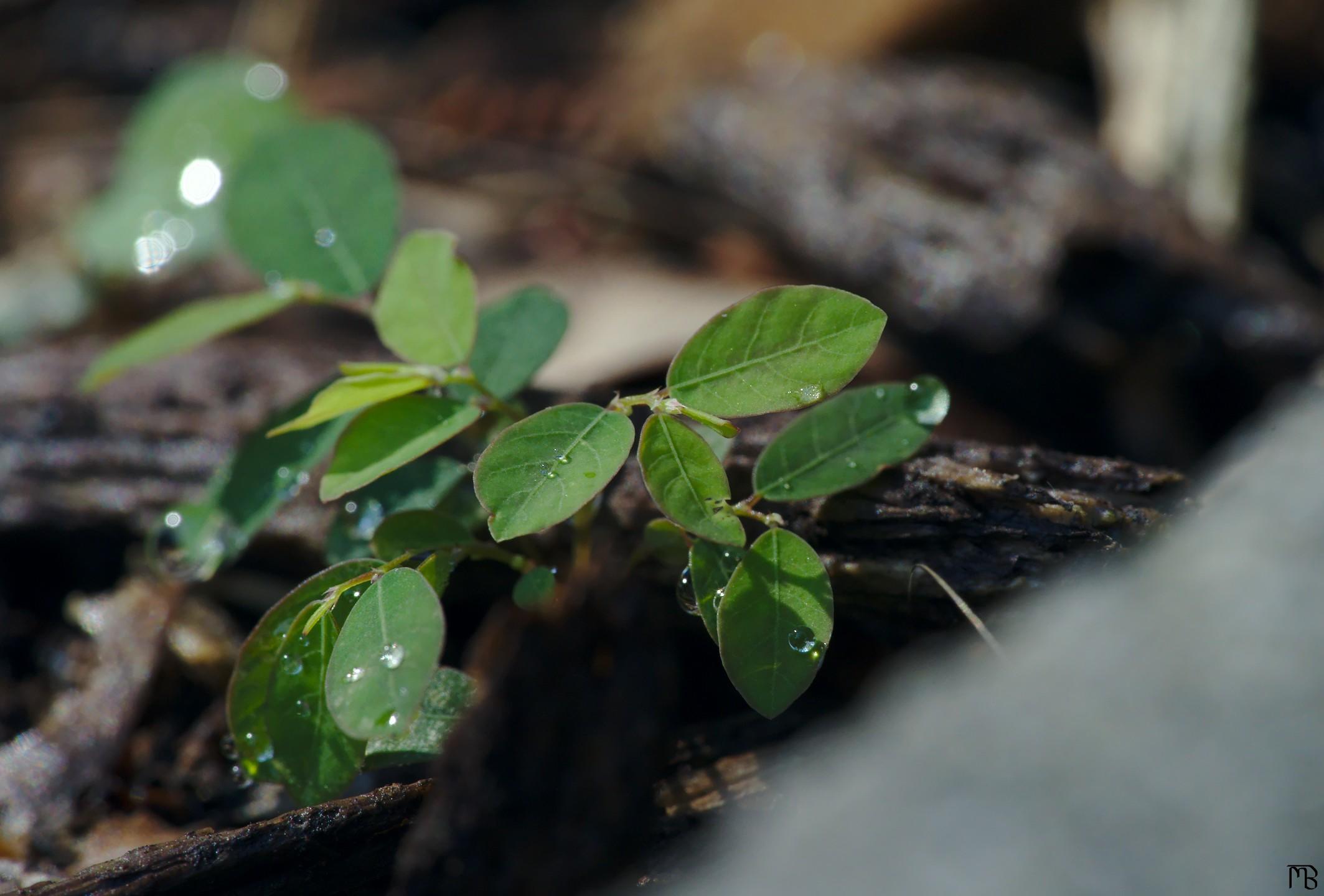 Leaves in gravel