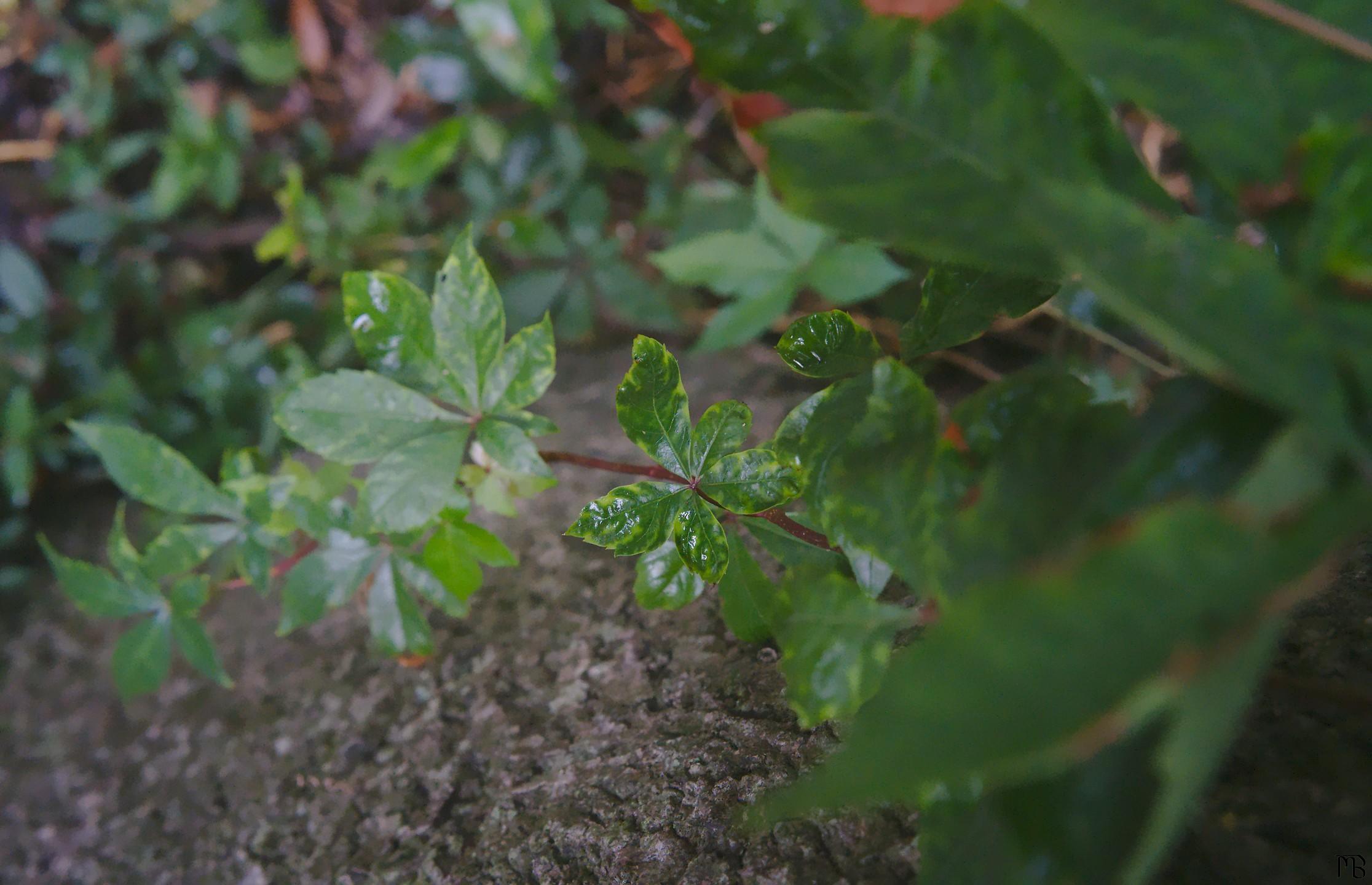 Green vine leaves around tree