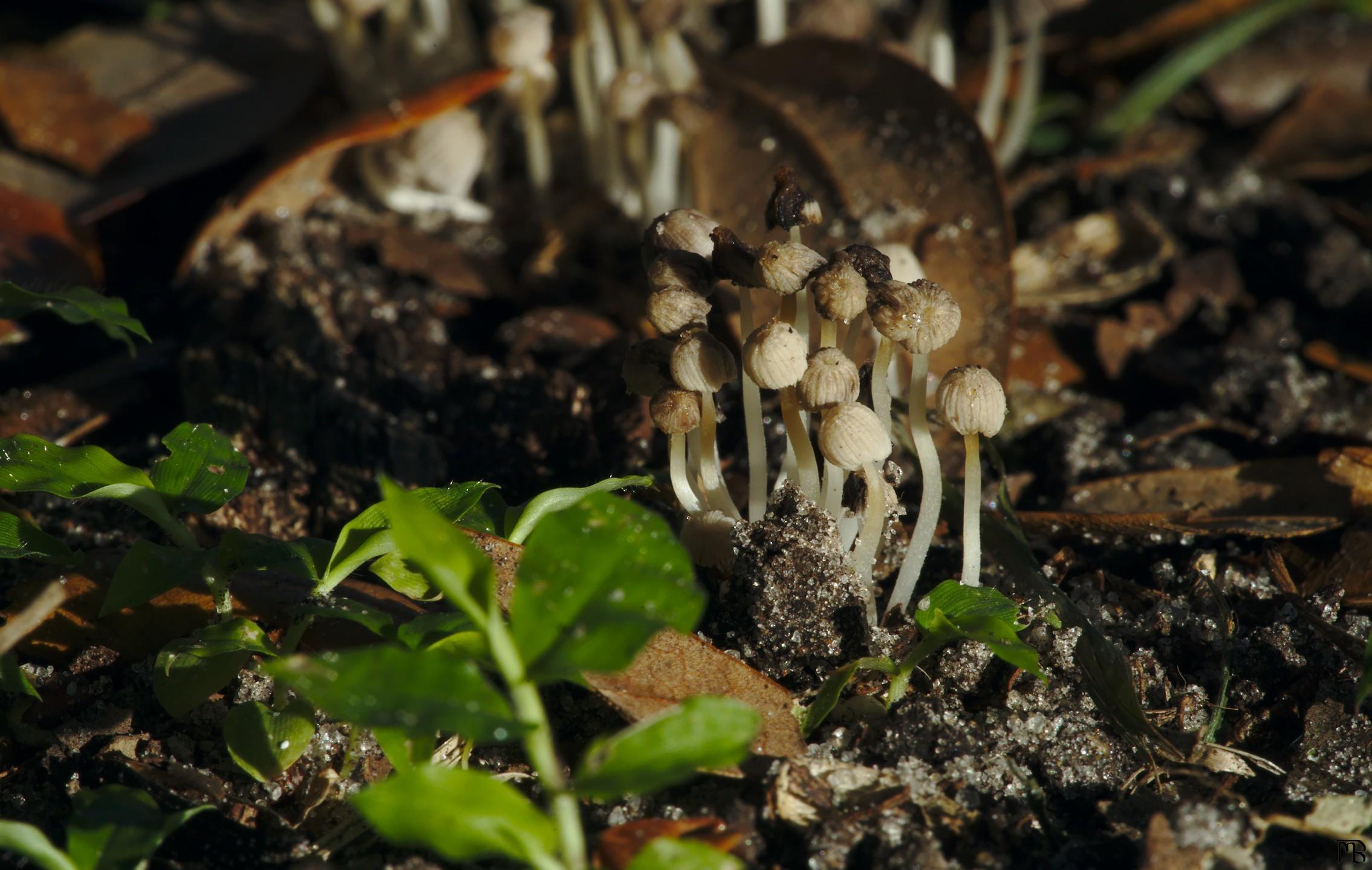 Mushrooms in dirt