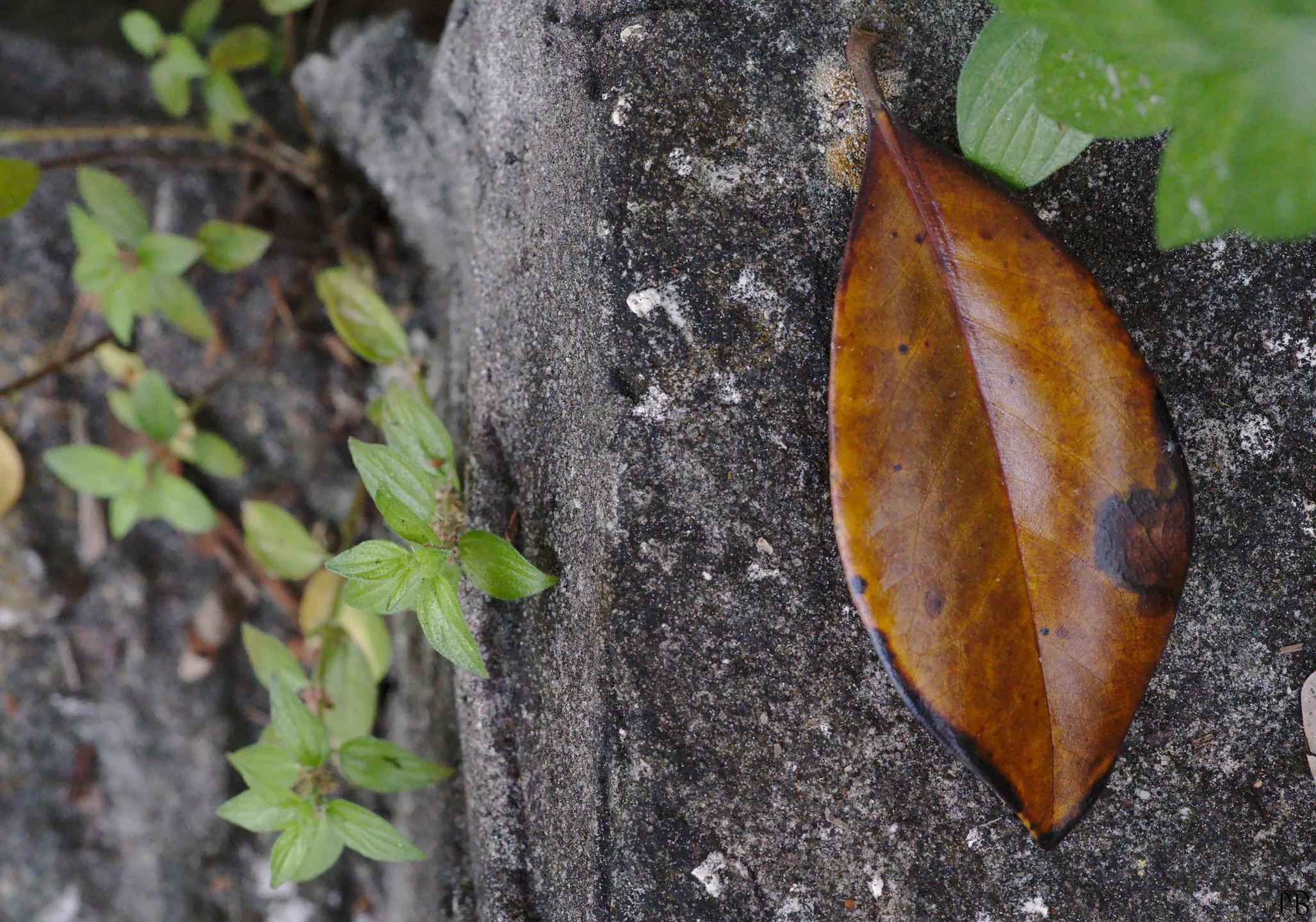 Brown leaf on concrete step