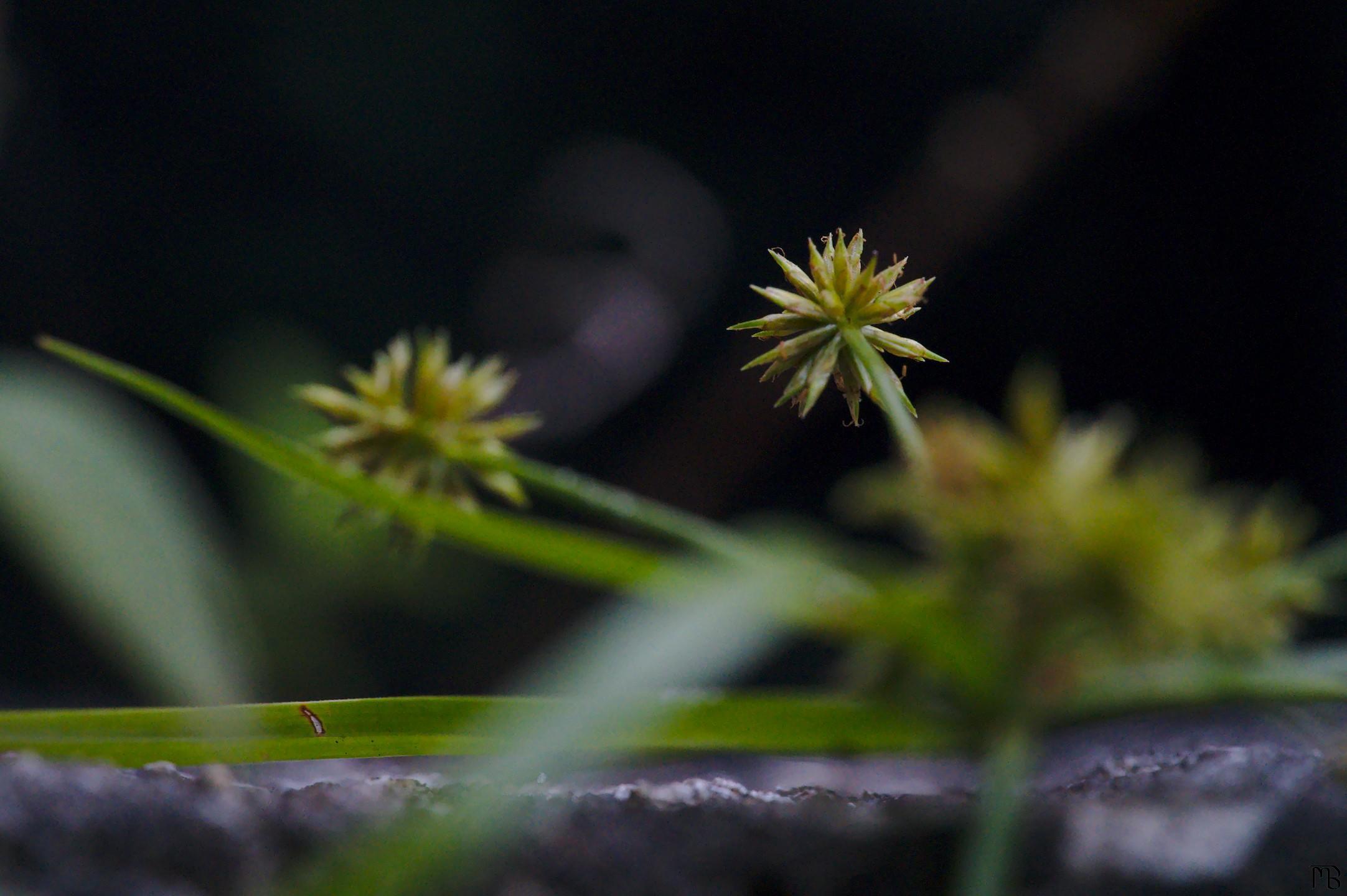 Little green plant on concrete step