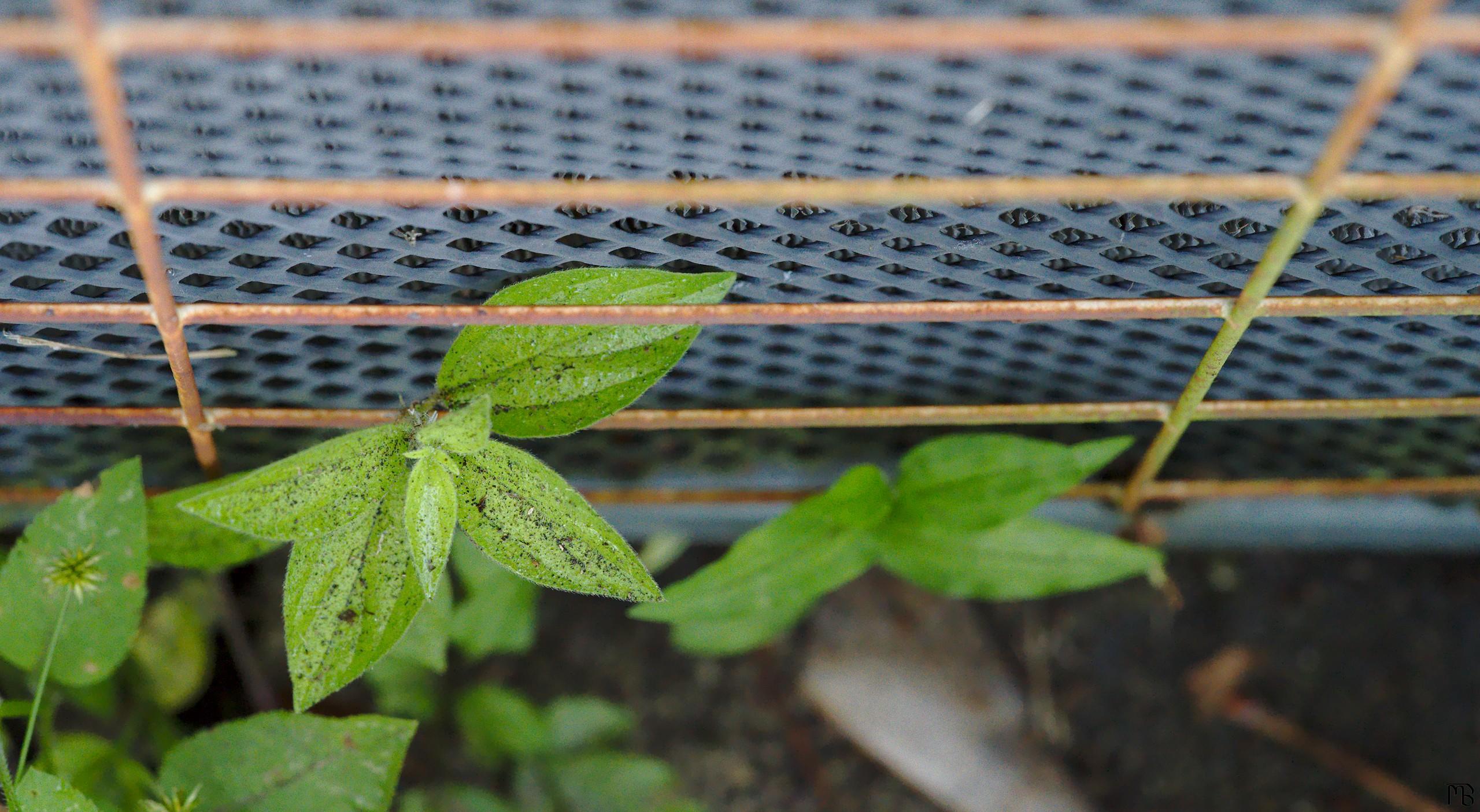 Leaves near grate