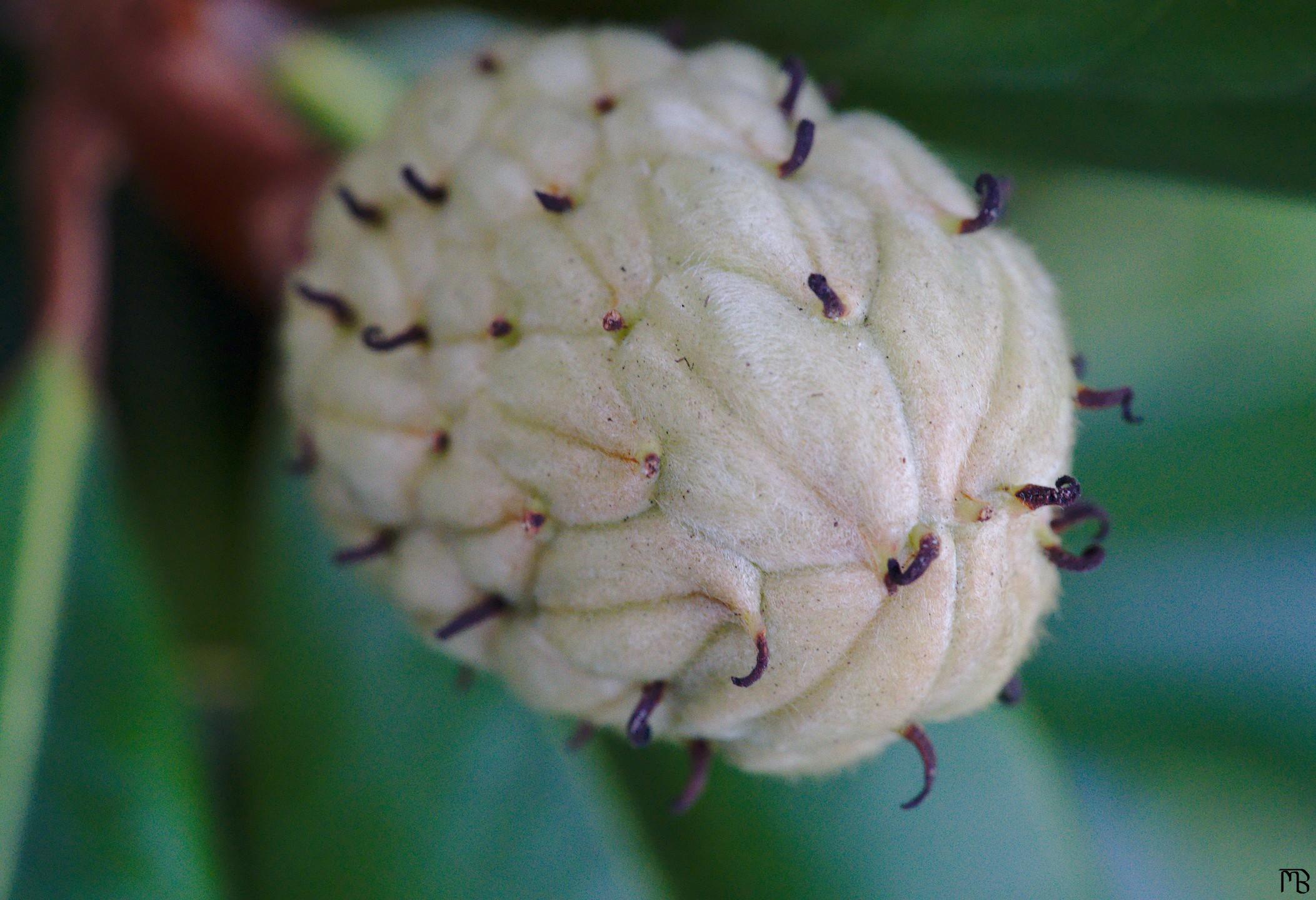 White flower bud on tree