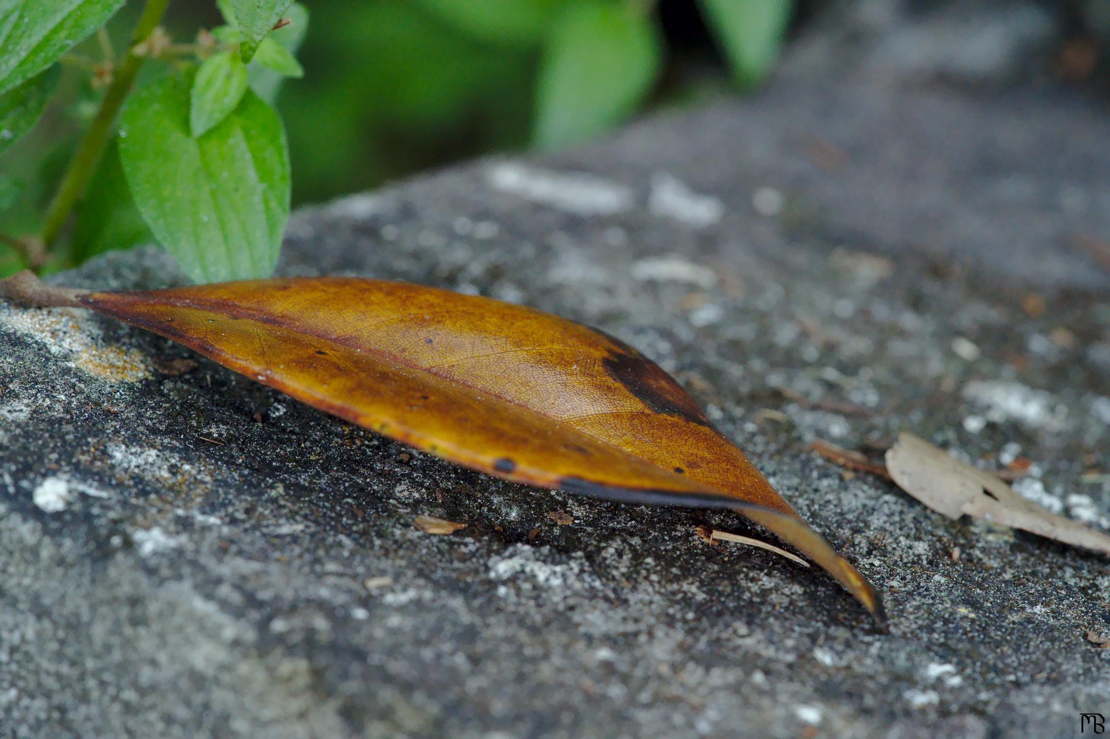 Orange brown leaf on stone