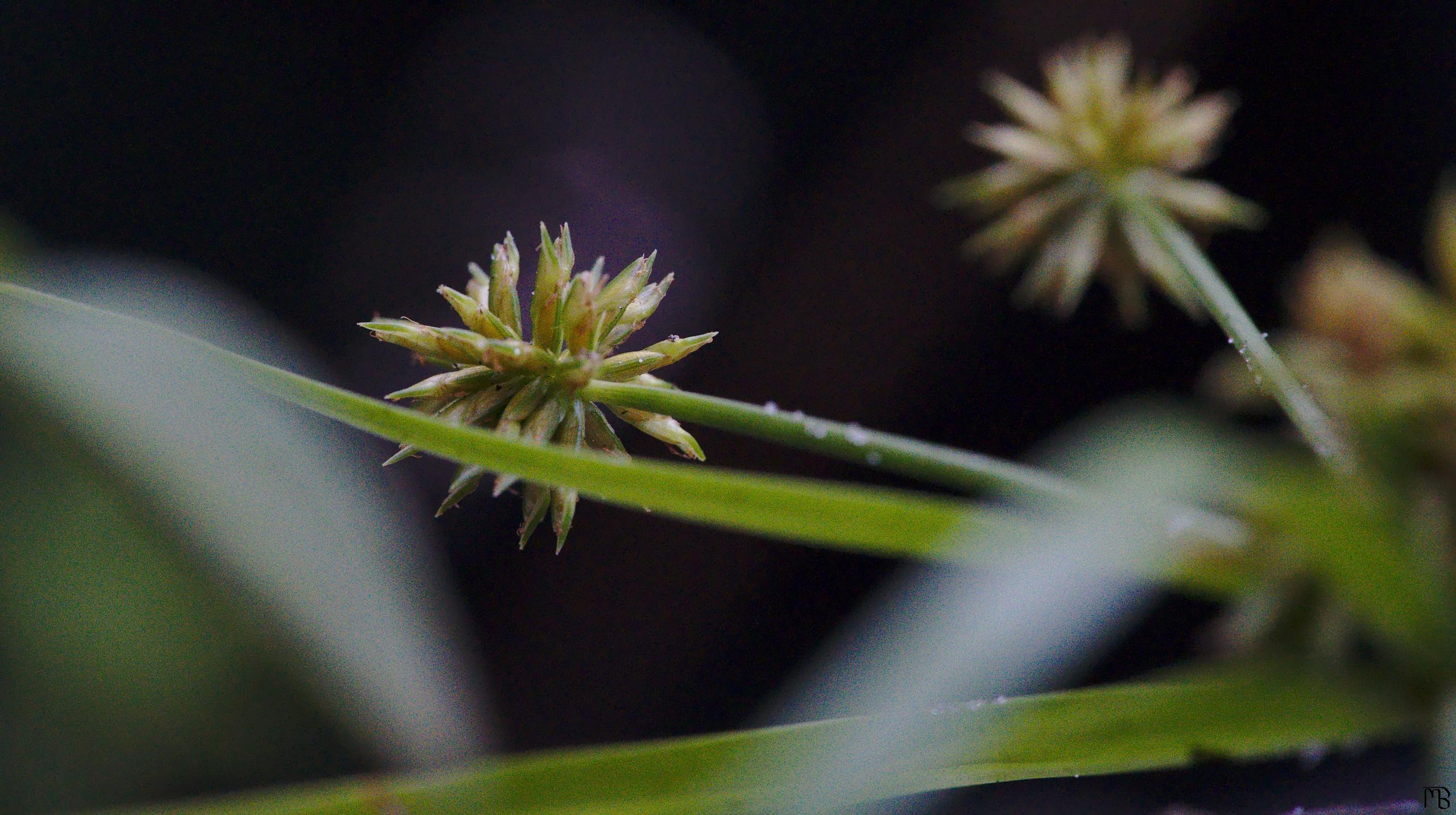 Spiky green plant