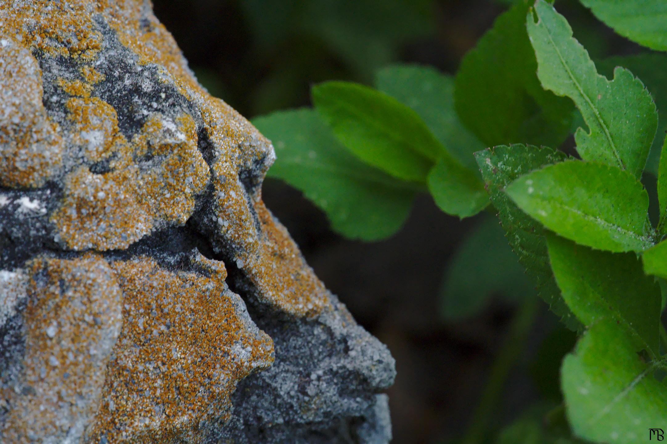 Rock near green leaf