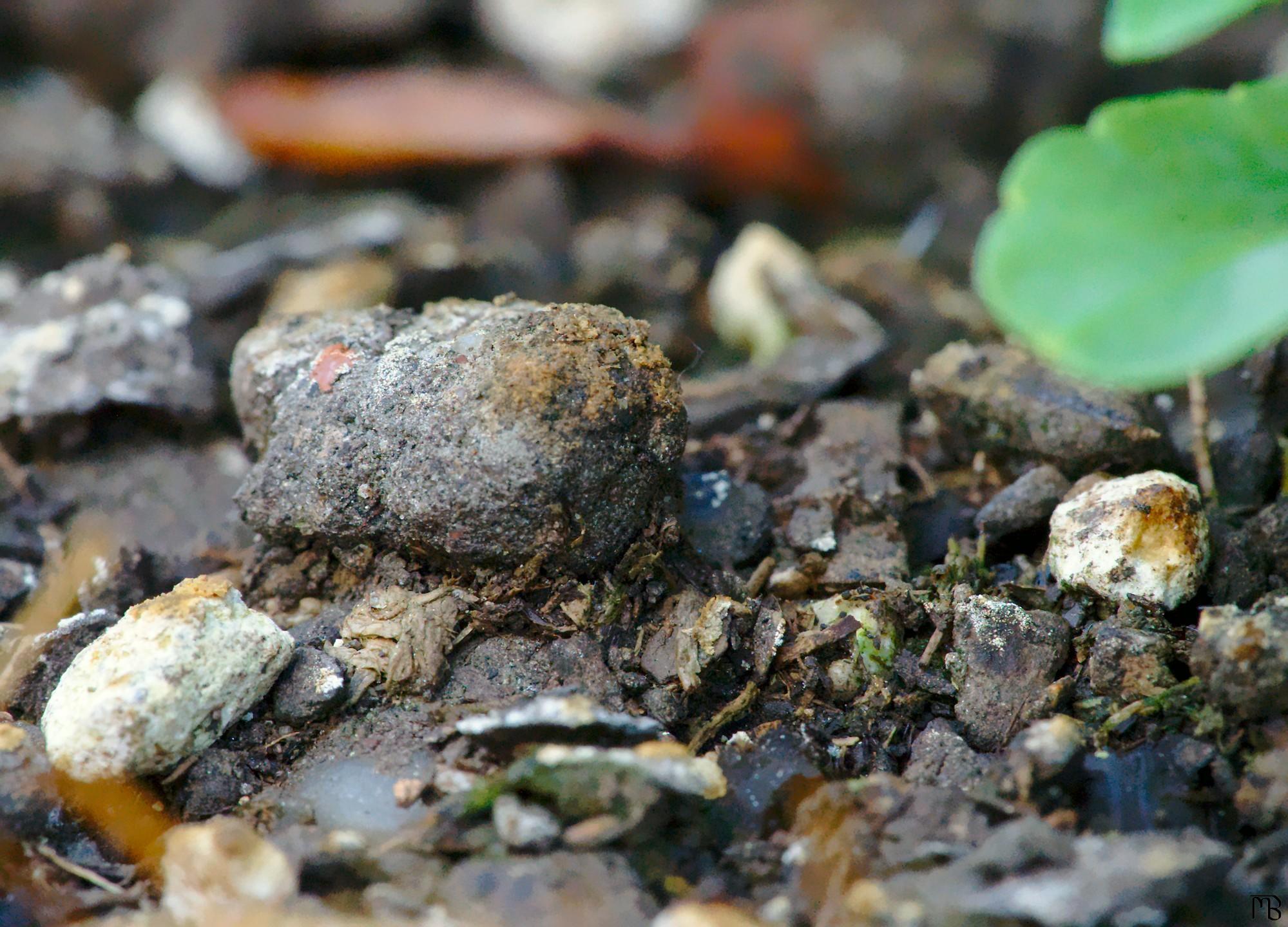 Stones on the ground