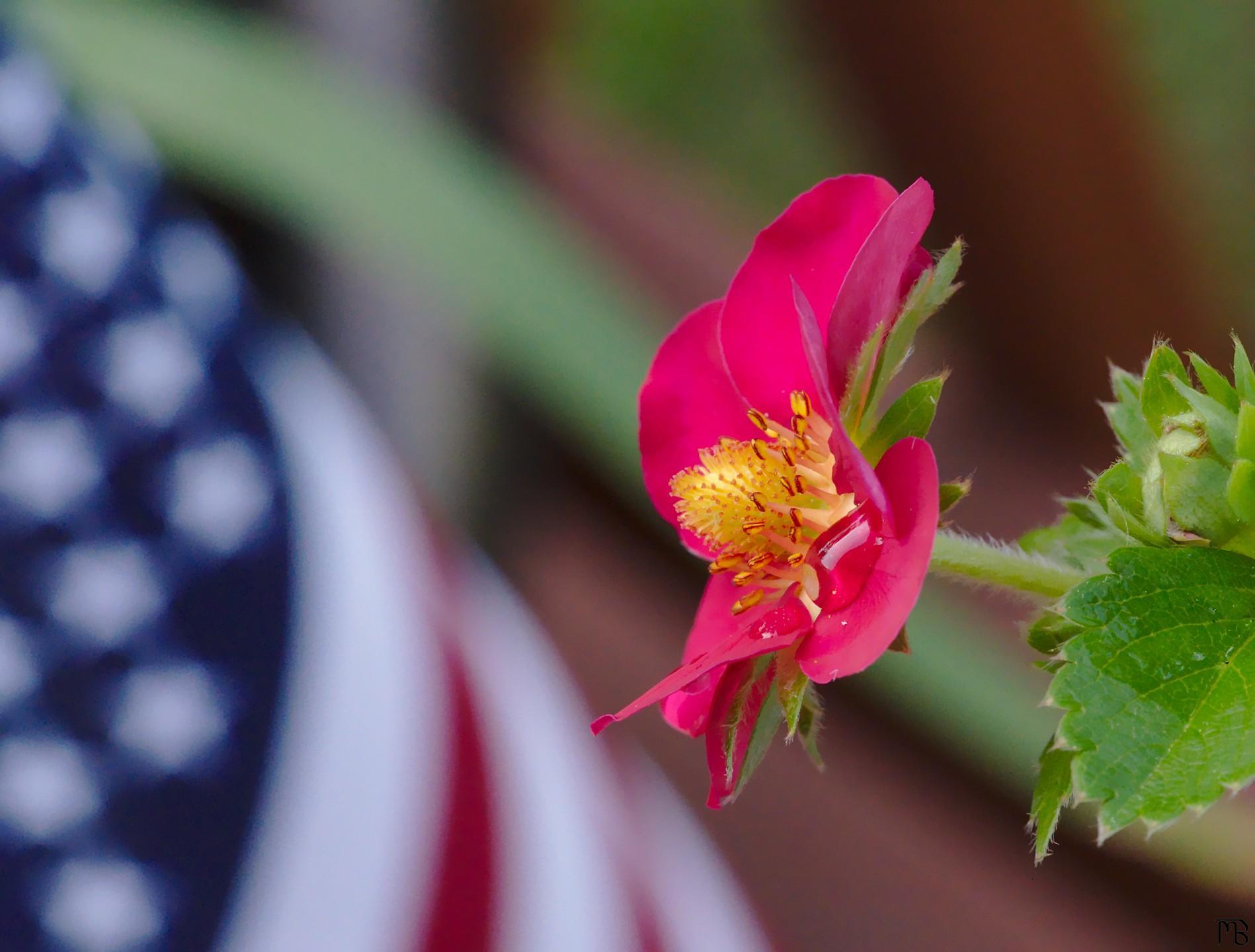 Purple flower in front of US flag