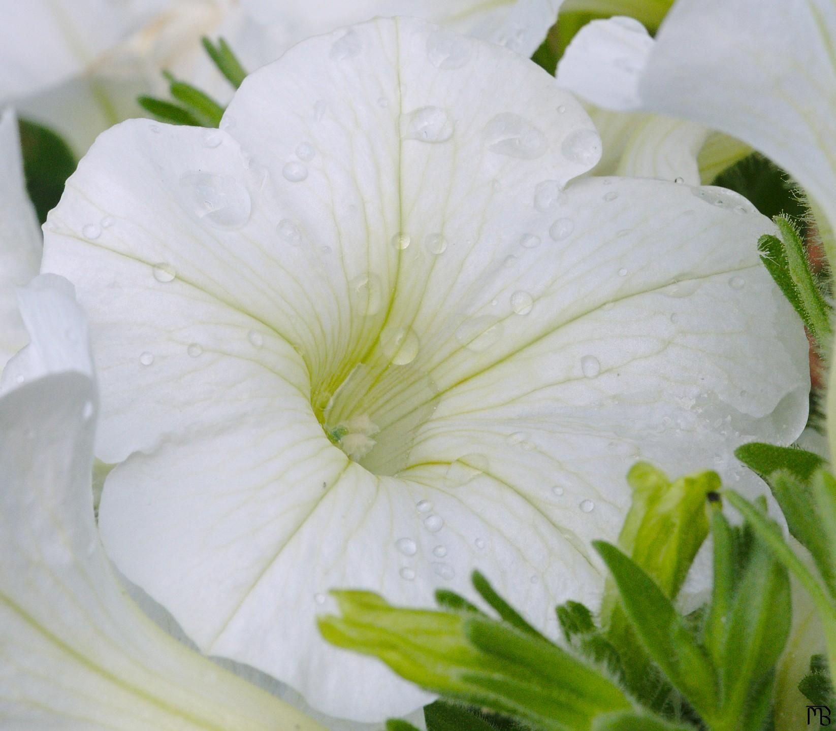 White flower with water drops