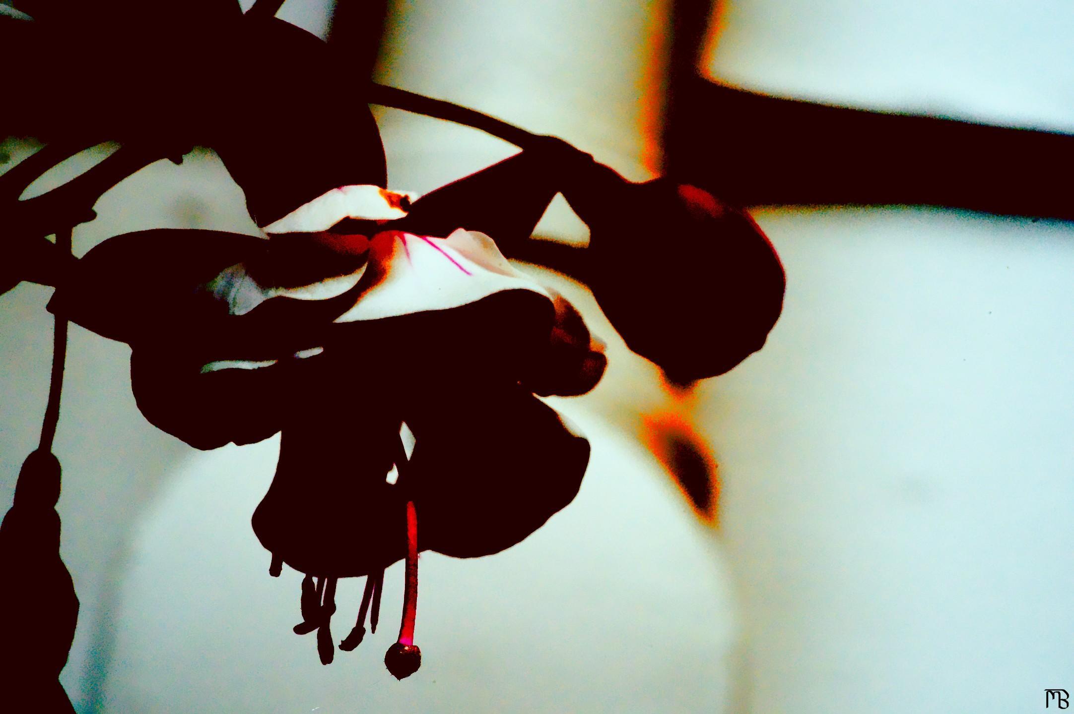 Arty black and red flower drooping