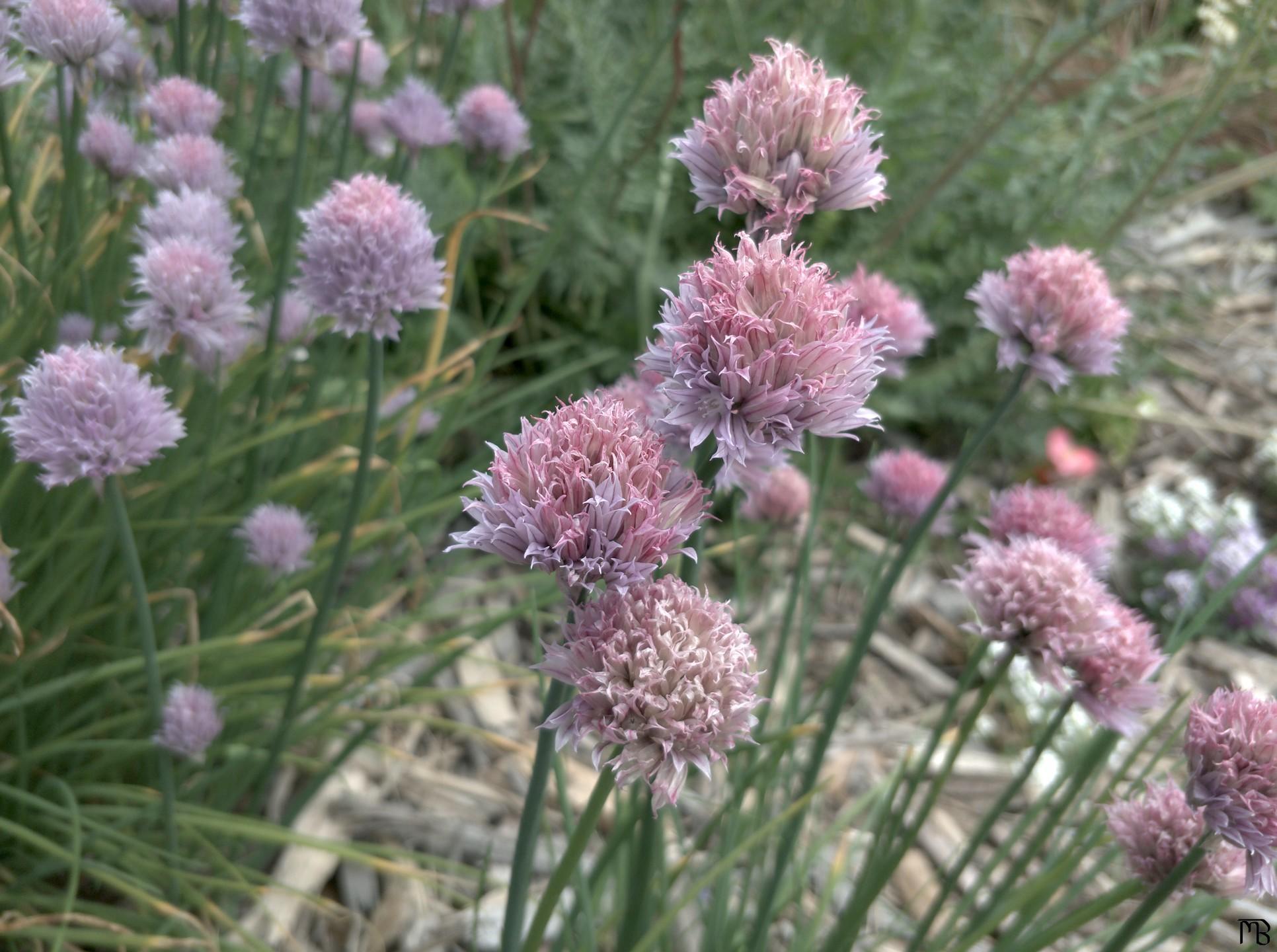 Light purple flowers near sand