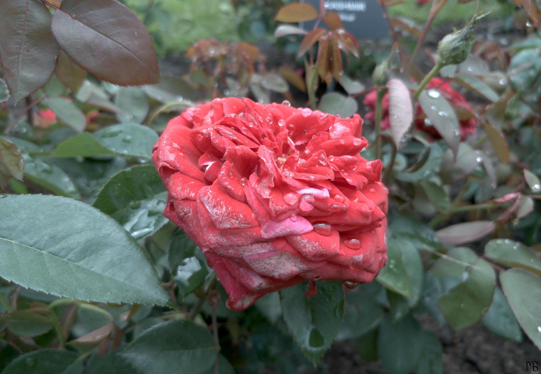 Light red flower near sign