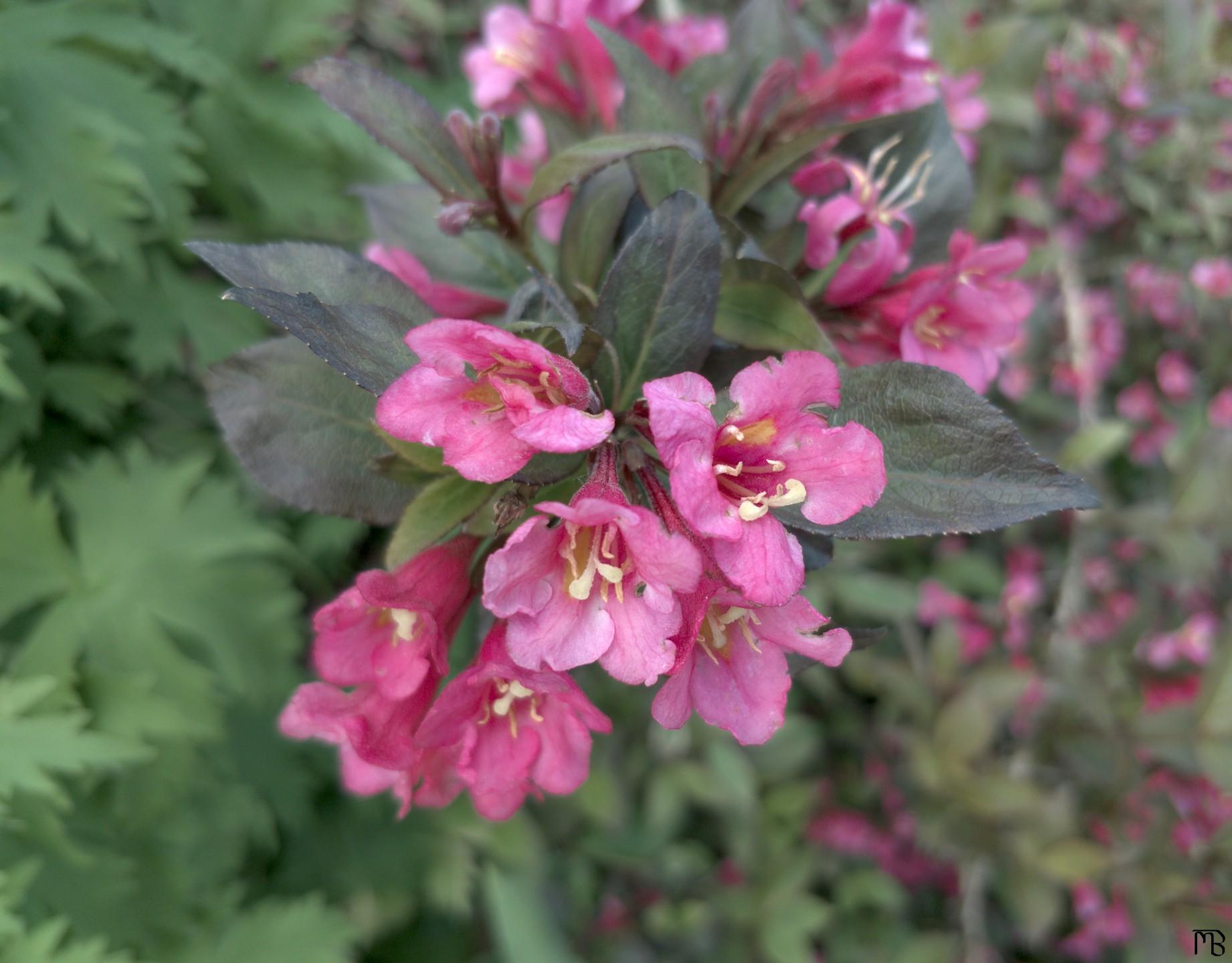 Several pink buds on bush