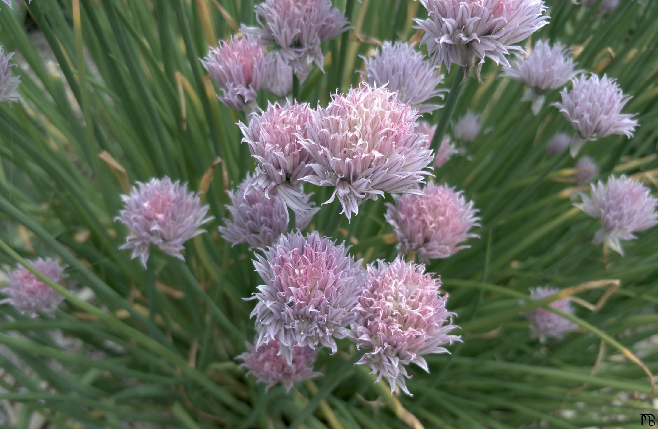 Light purple flowers near green bush