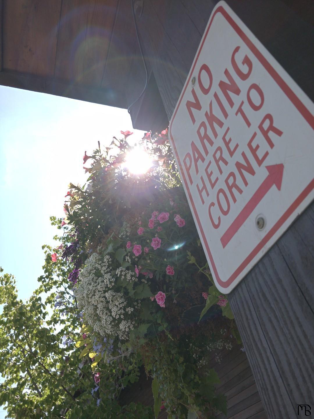 Hanging plants near sign with light gleaming through it