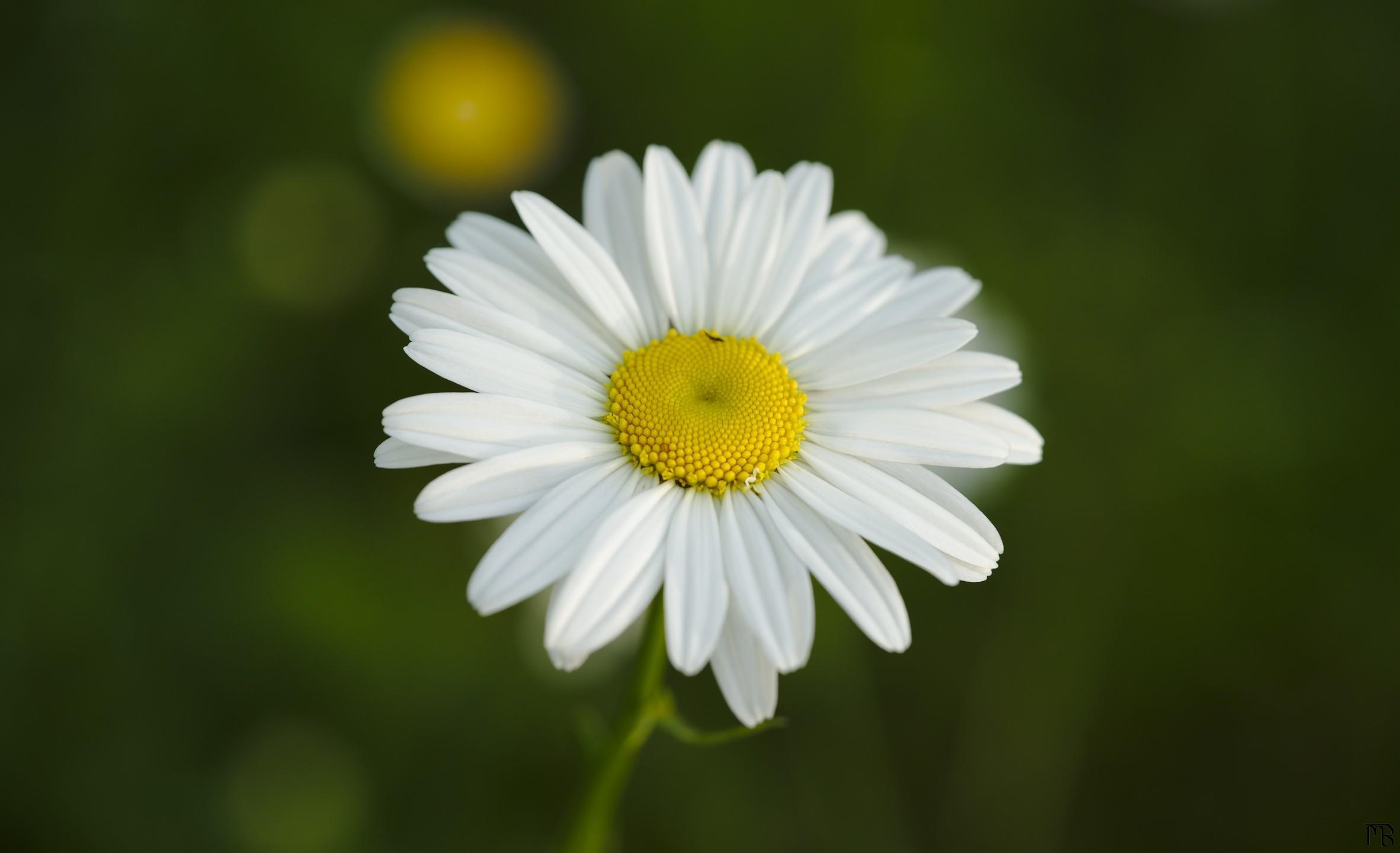 White daisy against green grassy background