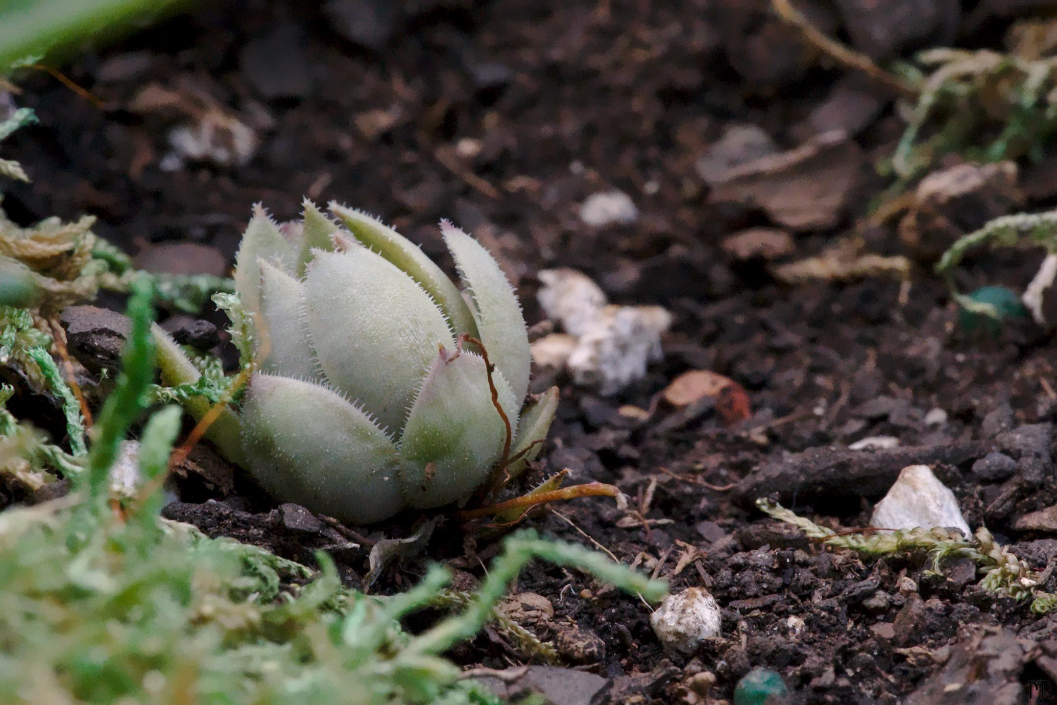 Little green bud on ground