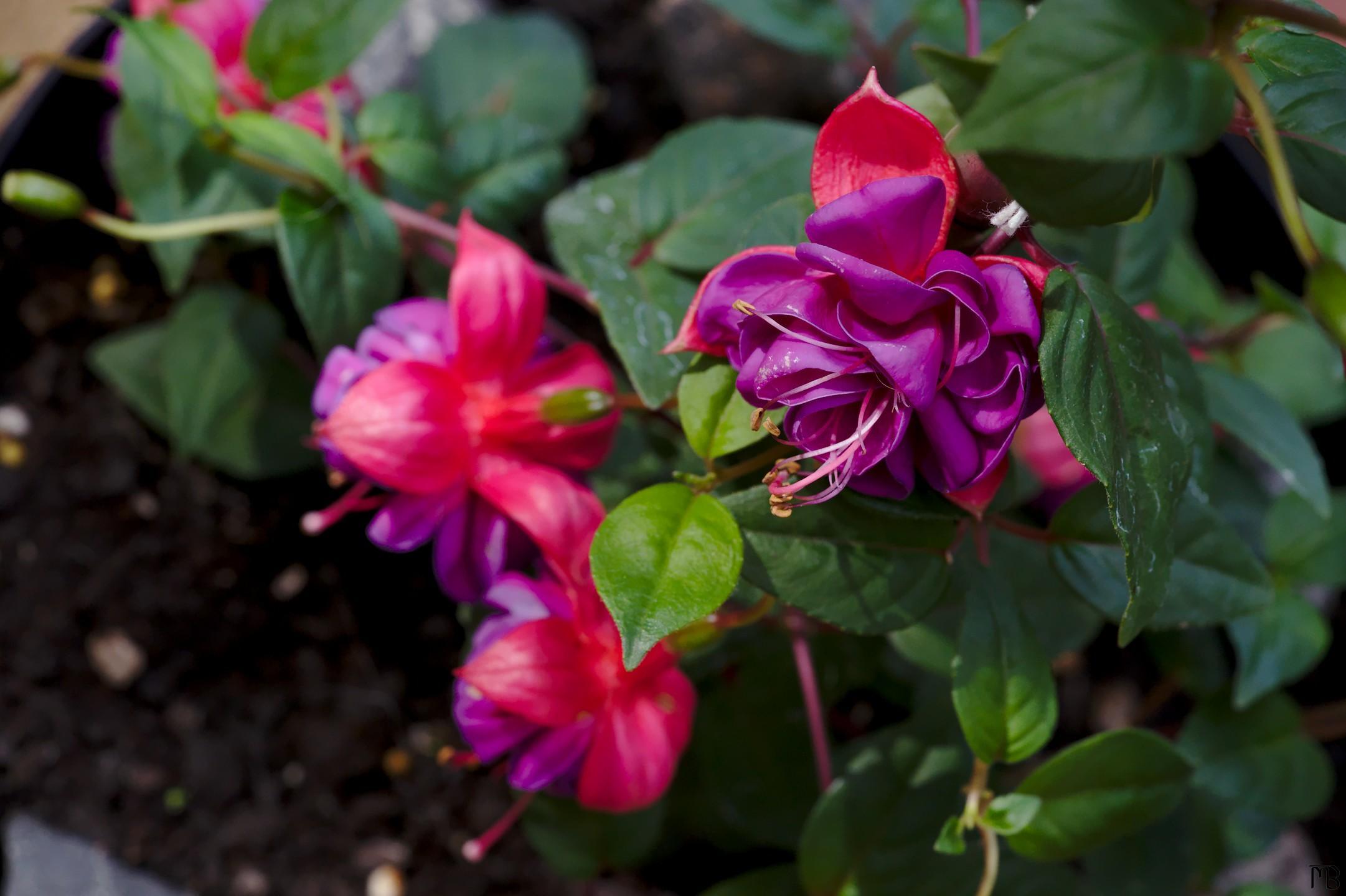 Purple and pink flower in pot