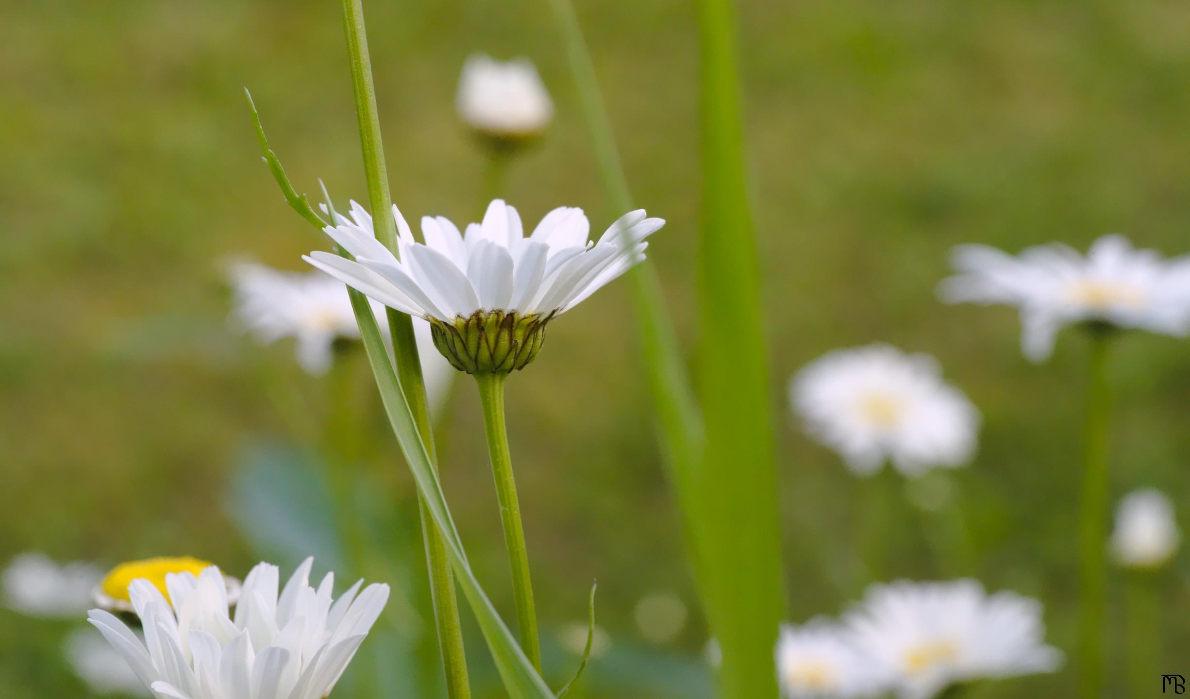 White daisy peeking above other flowers