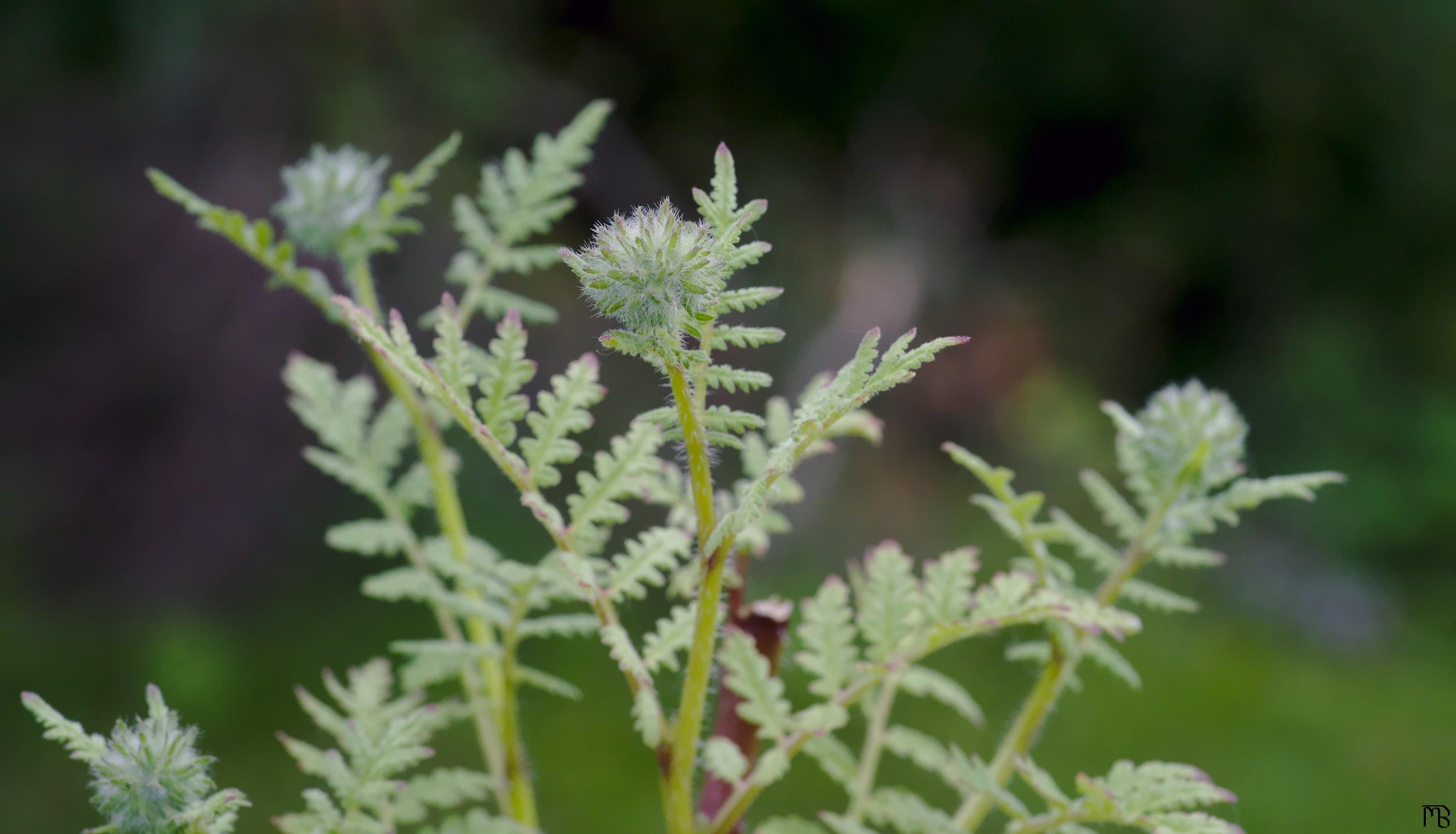 Green fuzzy fern on porch