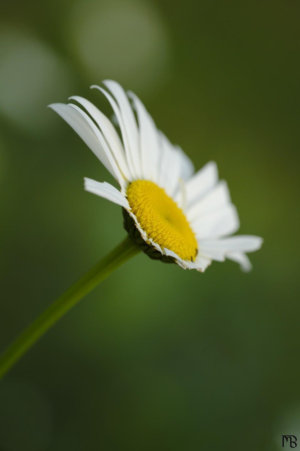 White daisy swooping from side