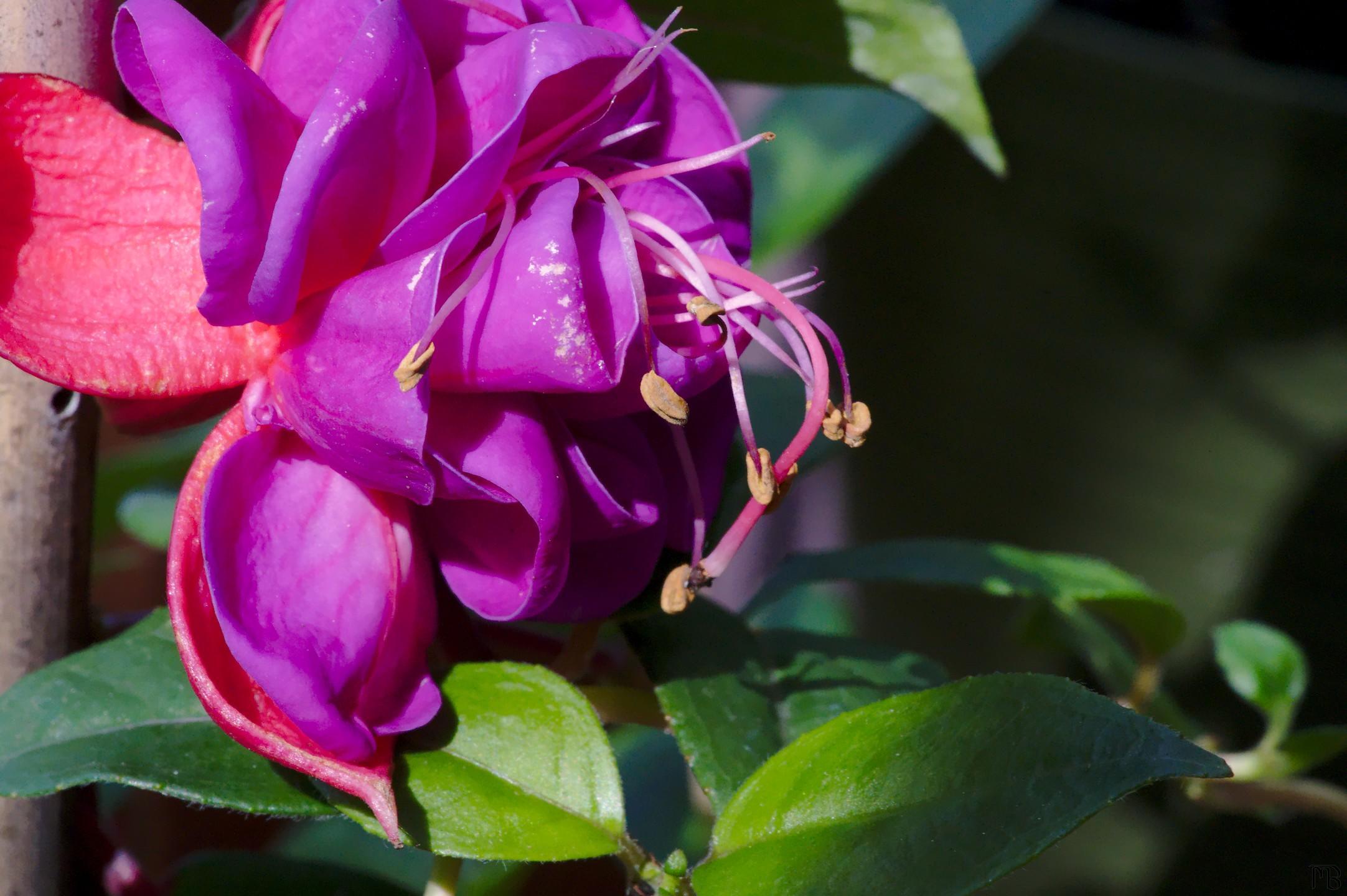 Close up of pink and purple flower near tree