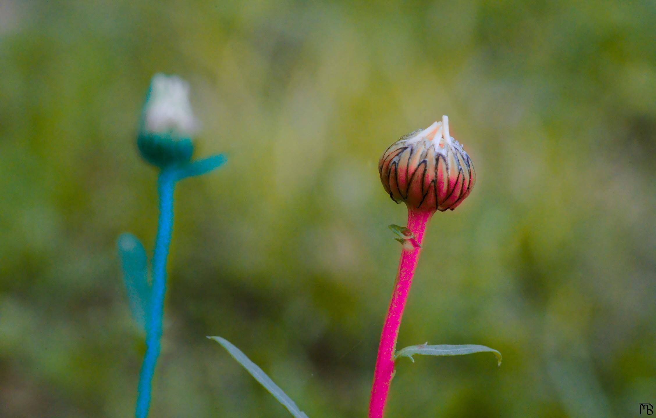 Arty purple and blue plant bulbs on green background