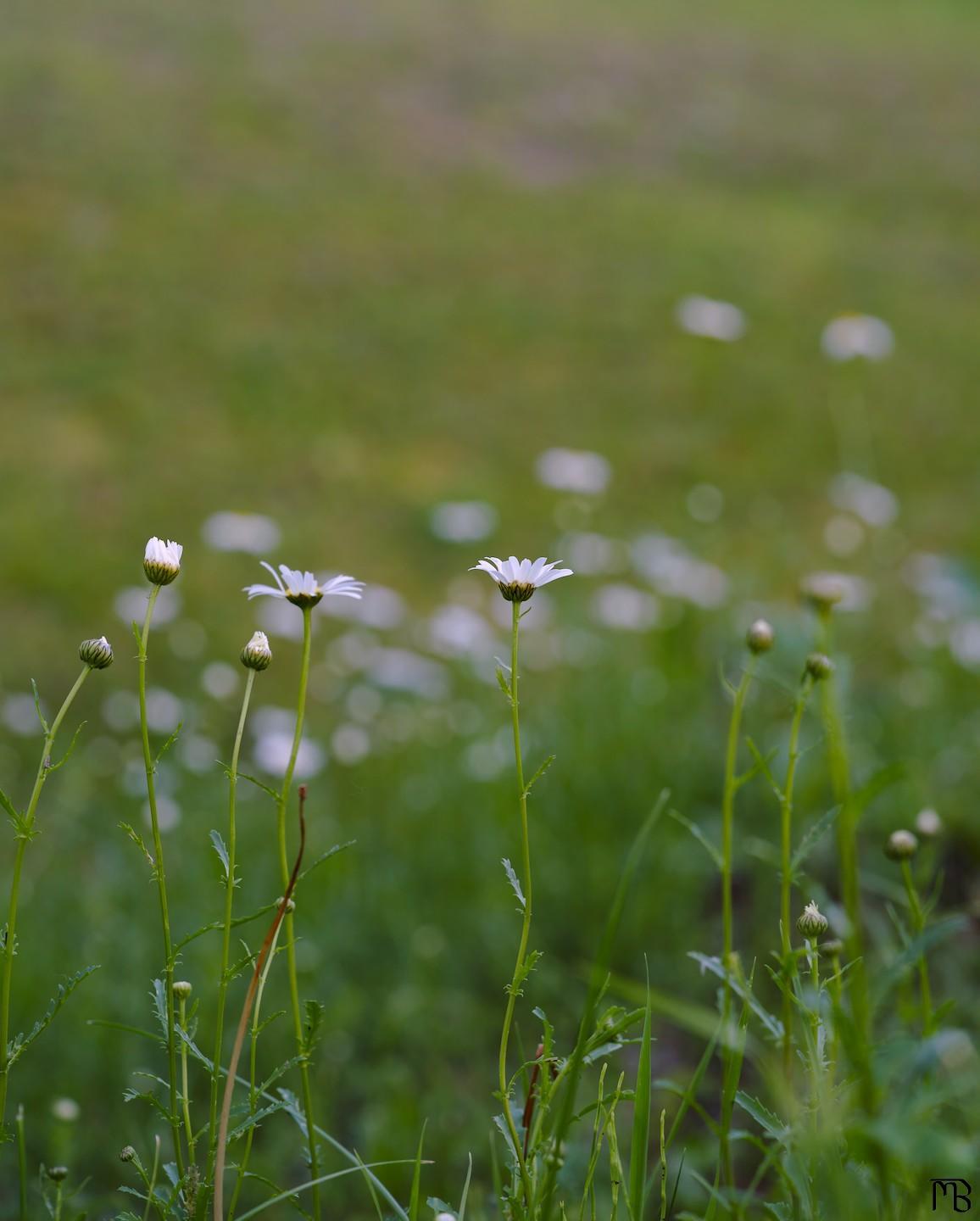 Field of daisys
