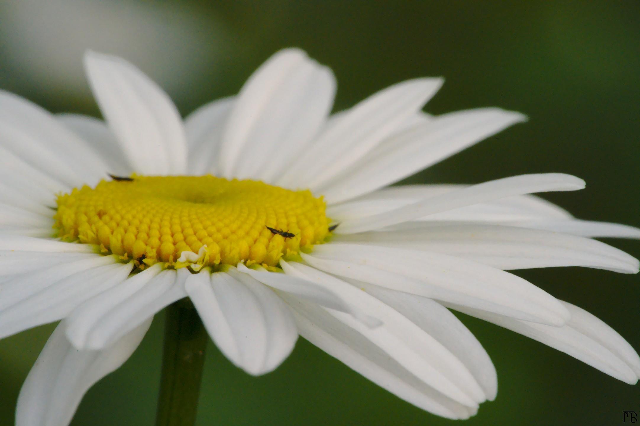 Close up of white daisy
