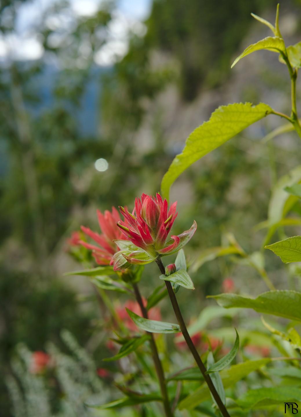 Red flower on mountain