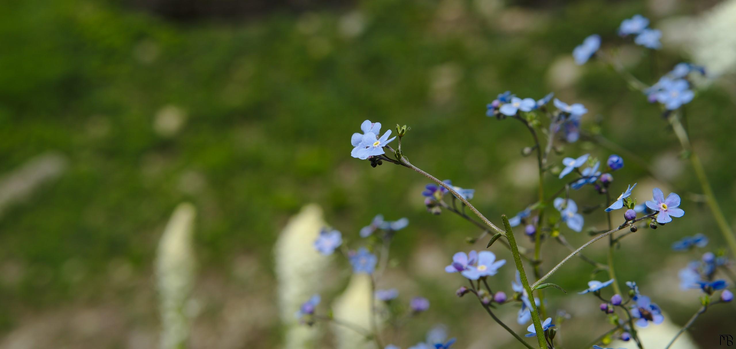 Blue and purple flowers near mountain