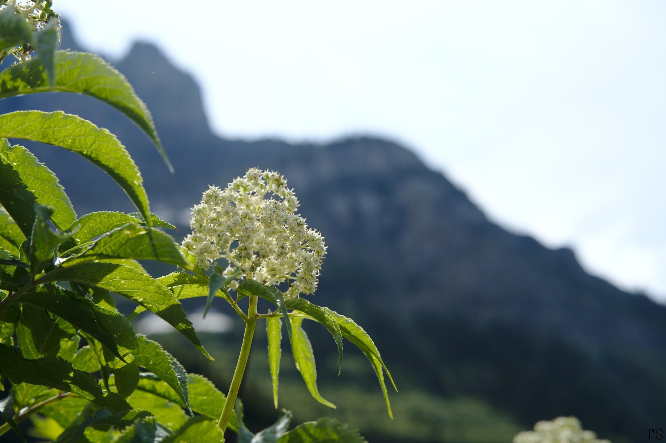 White flower lit near mountain