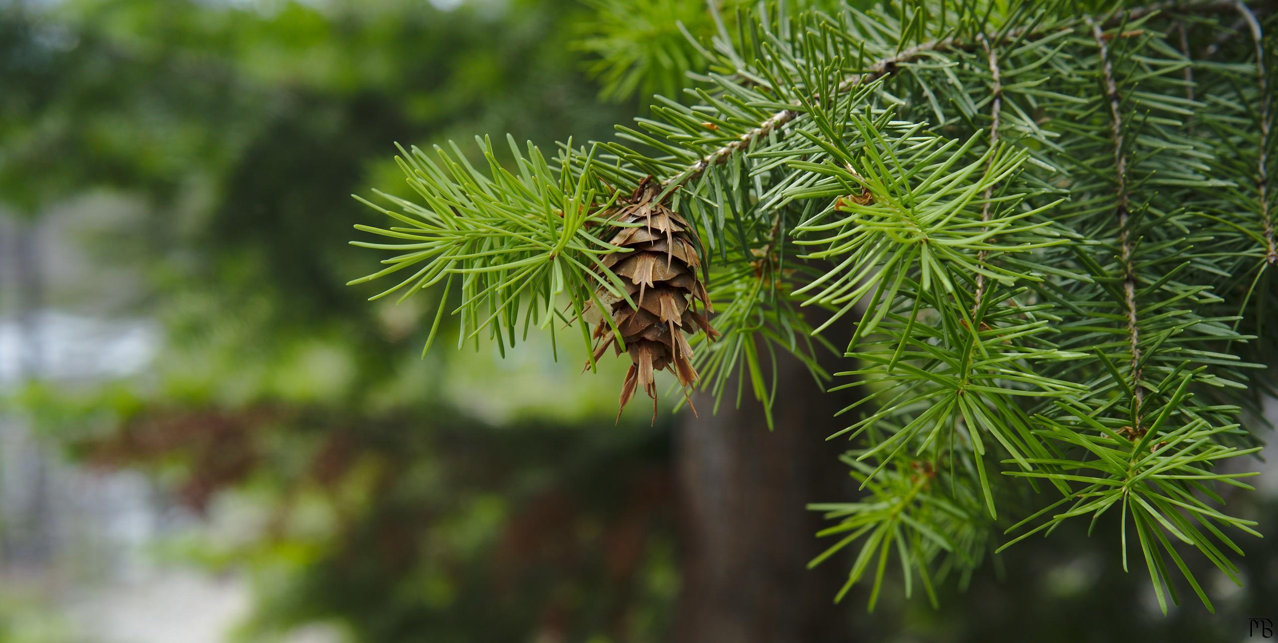 Pine cone on tree