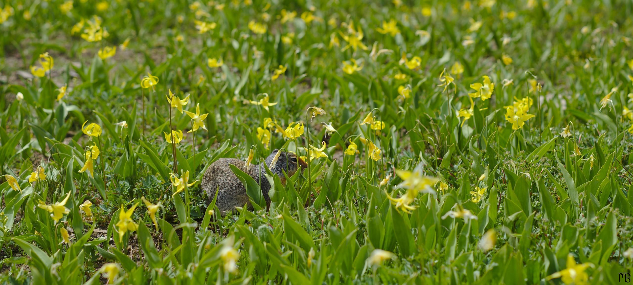 Chipmunk among yellow field of yellow flowers