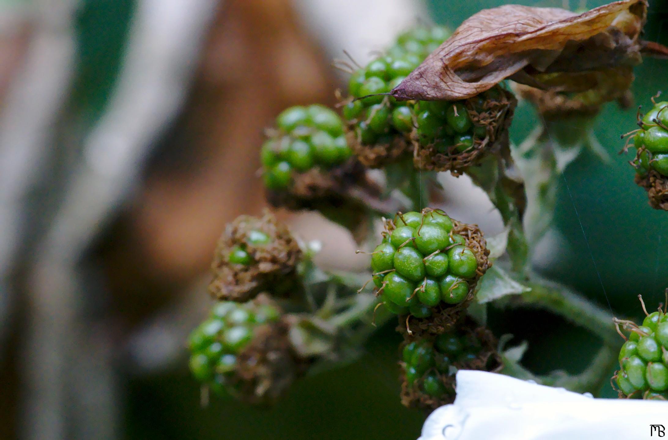 Green berries near leaves