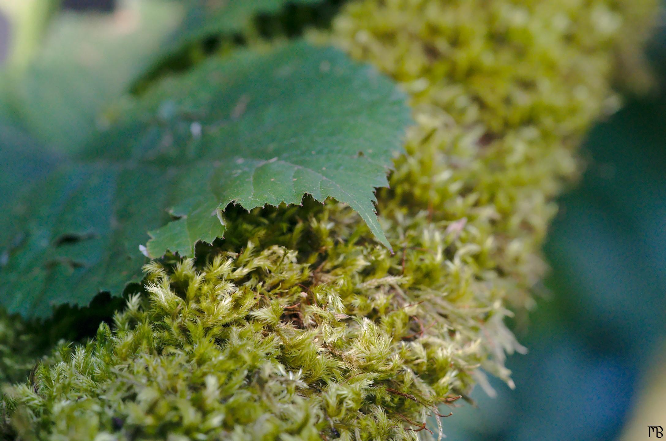 Leaf on mossy stick