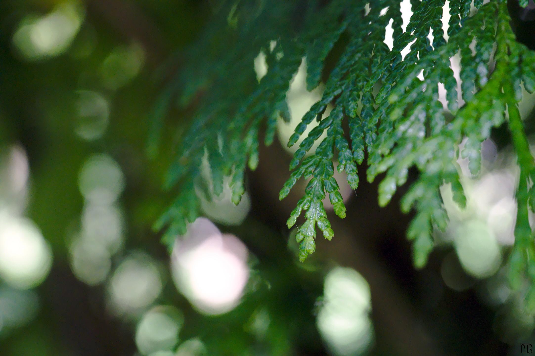 Green leaves inn tree