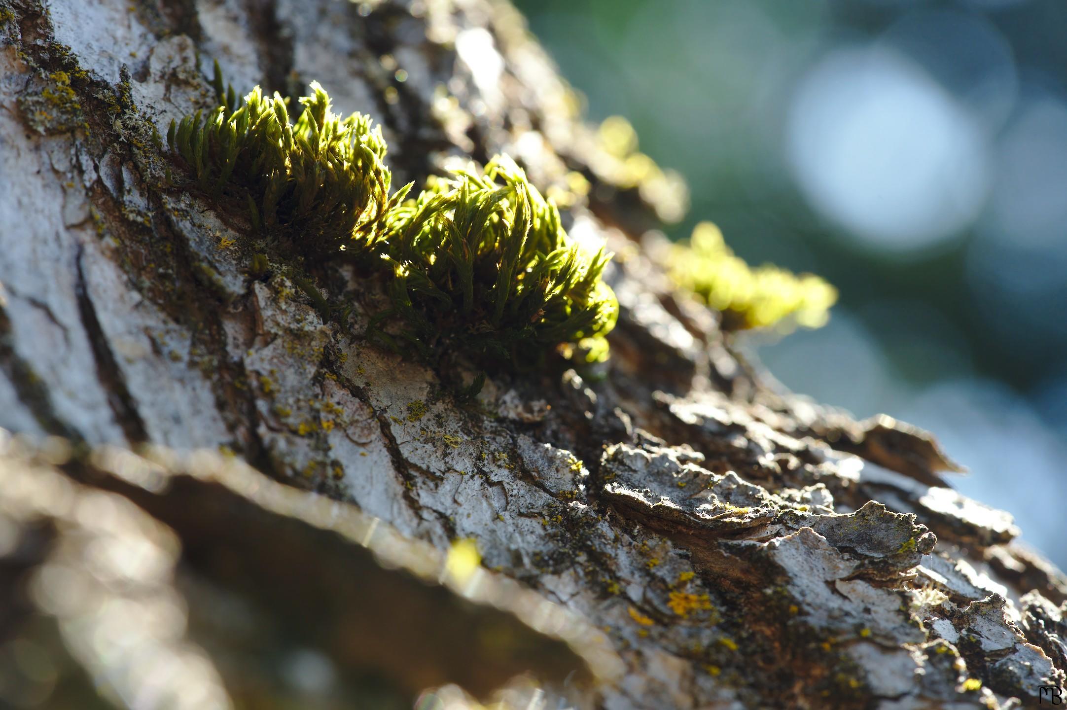 Moss growing on tree