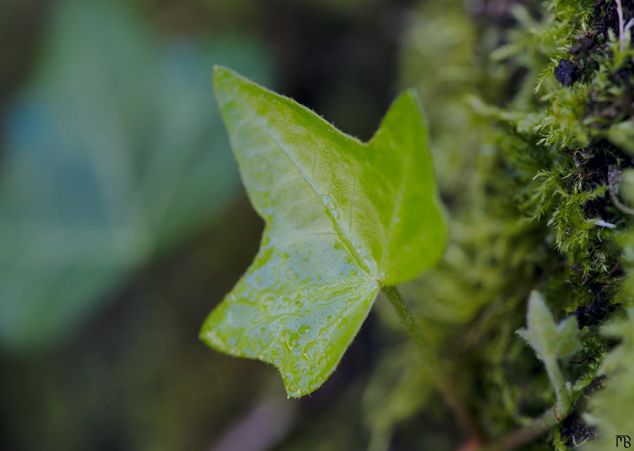 Little green leaf near moss