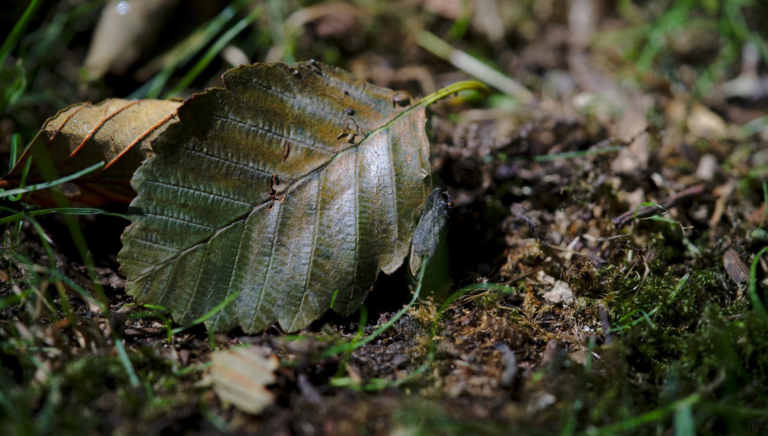 Dying leaf on ground